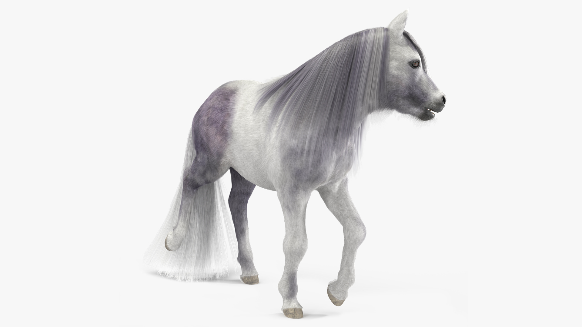 3D White Pony with Long Mane Fur Rigged