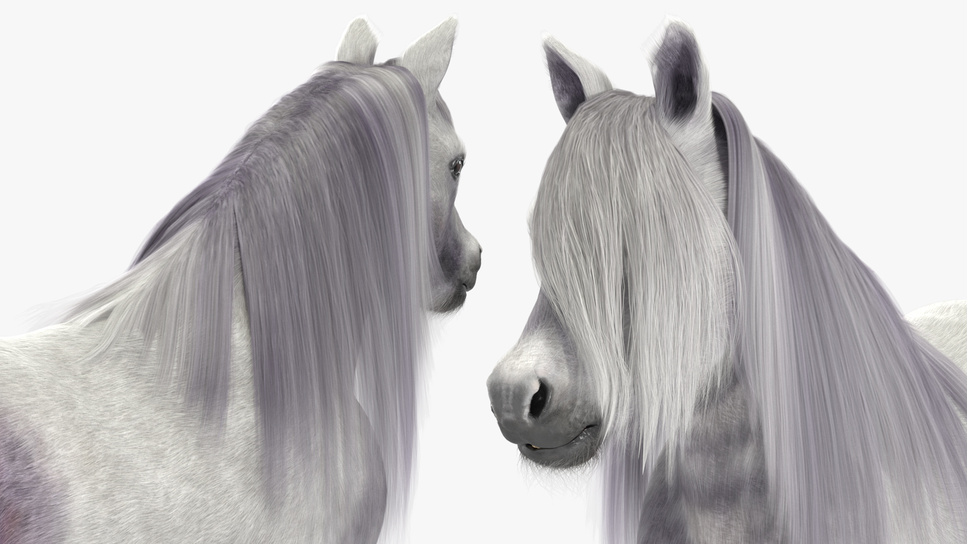3D White Pony with Long Mane Fur Rigged