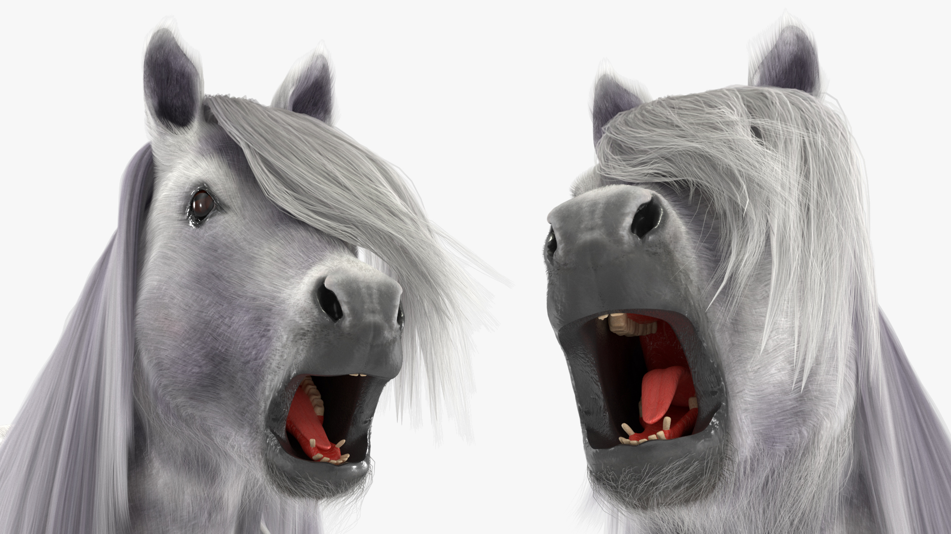 3D White Pony with Long Mane Fur Rigged