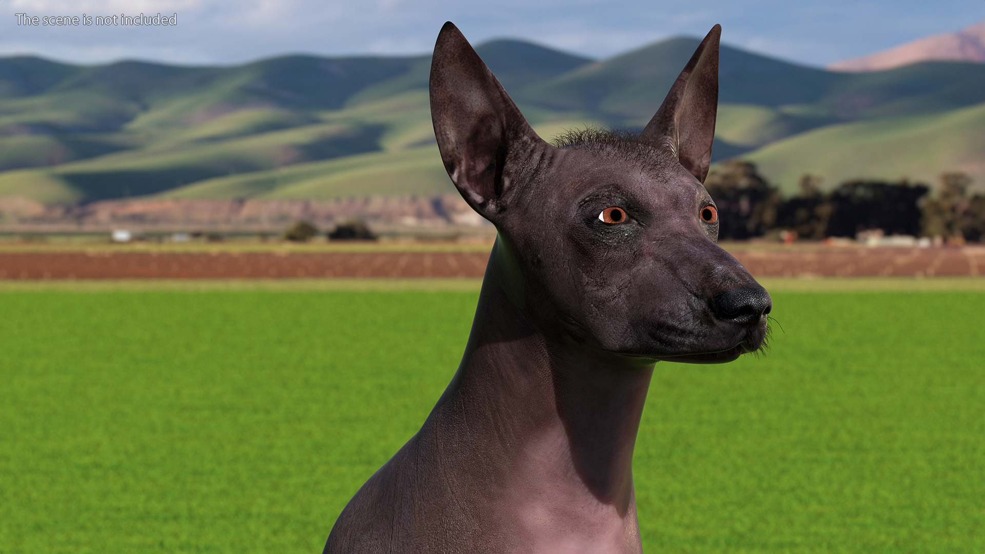 Xoloitzquintle Hairless Dog Black Fur Rigged 3D model