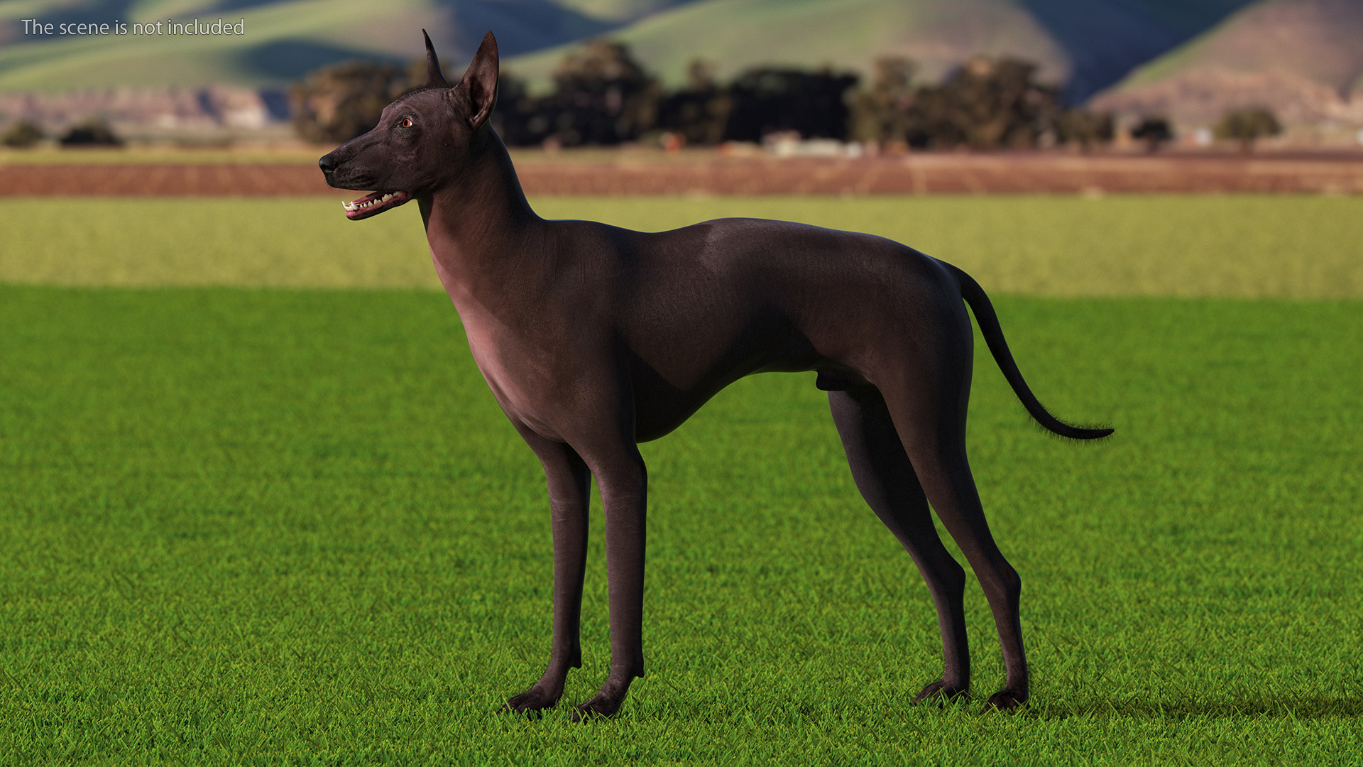 Xoloitzquintle Hairless Dog Black Fur Rigged 3D model