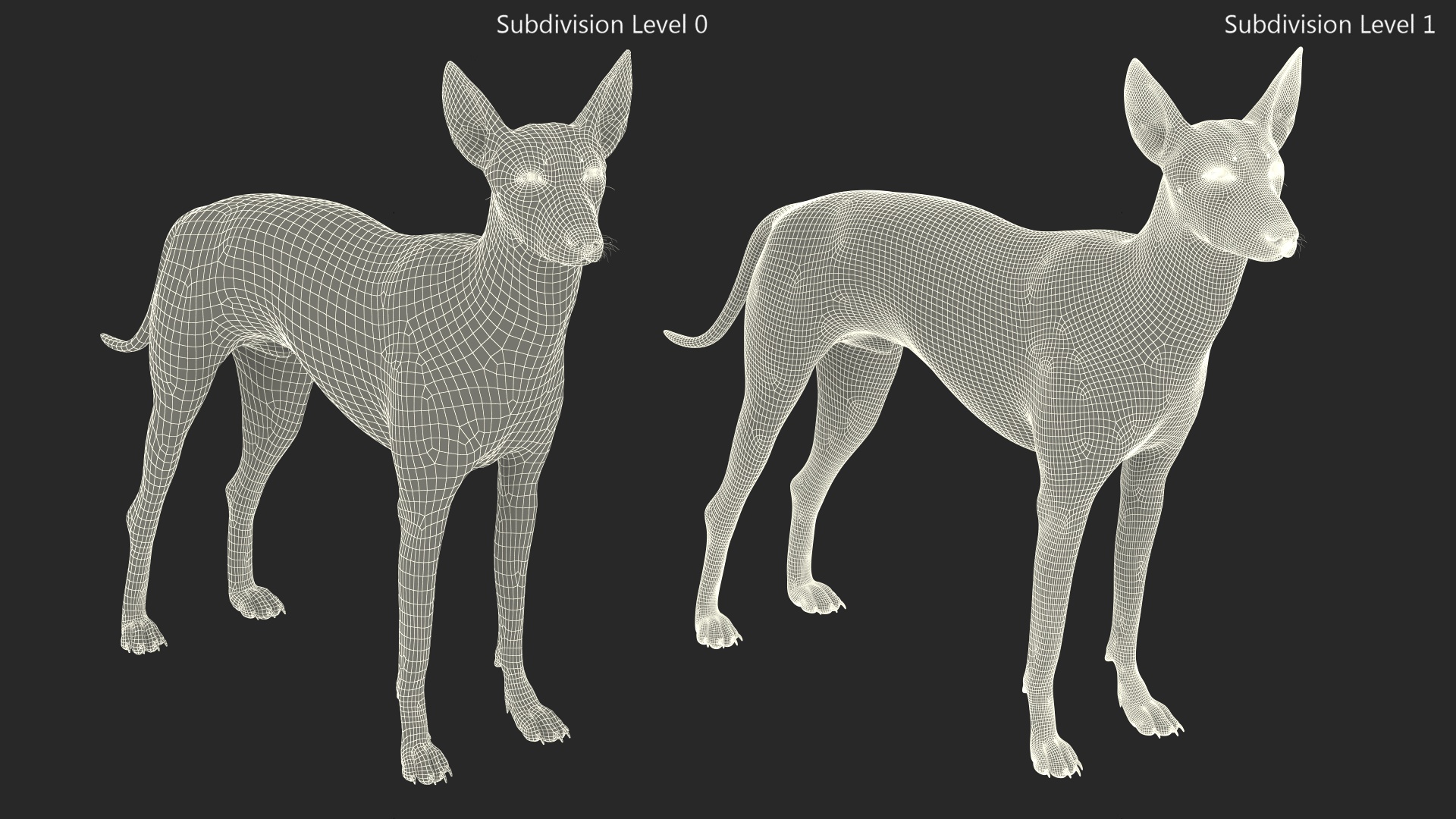 Xoloitzquintle Hairless Dog Black Fur Rigged 3D model