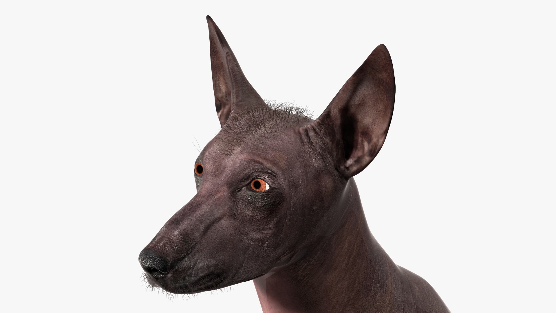 Xoloitzquintle Hairless Dog Black Fur Rigged 3D model