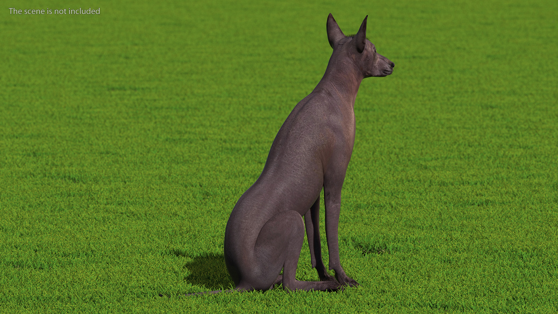 Xoloitzquintle Hairless Dog Black Fur Rigged 3D model