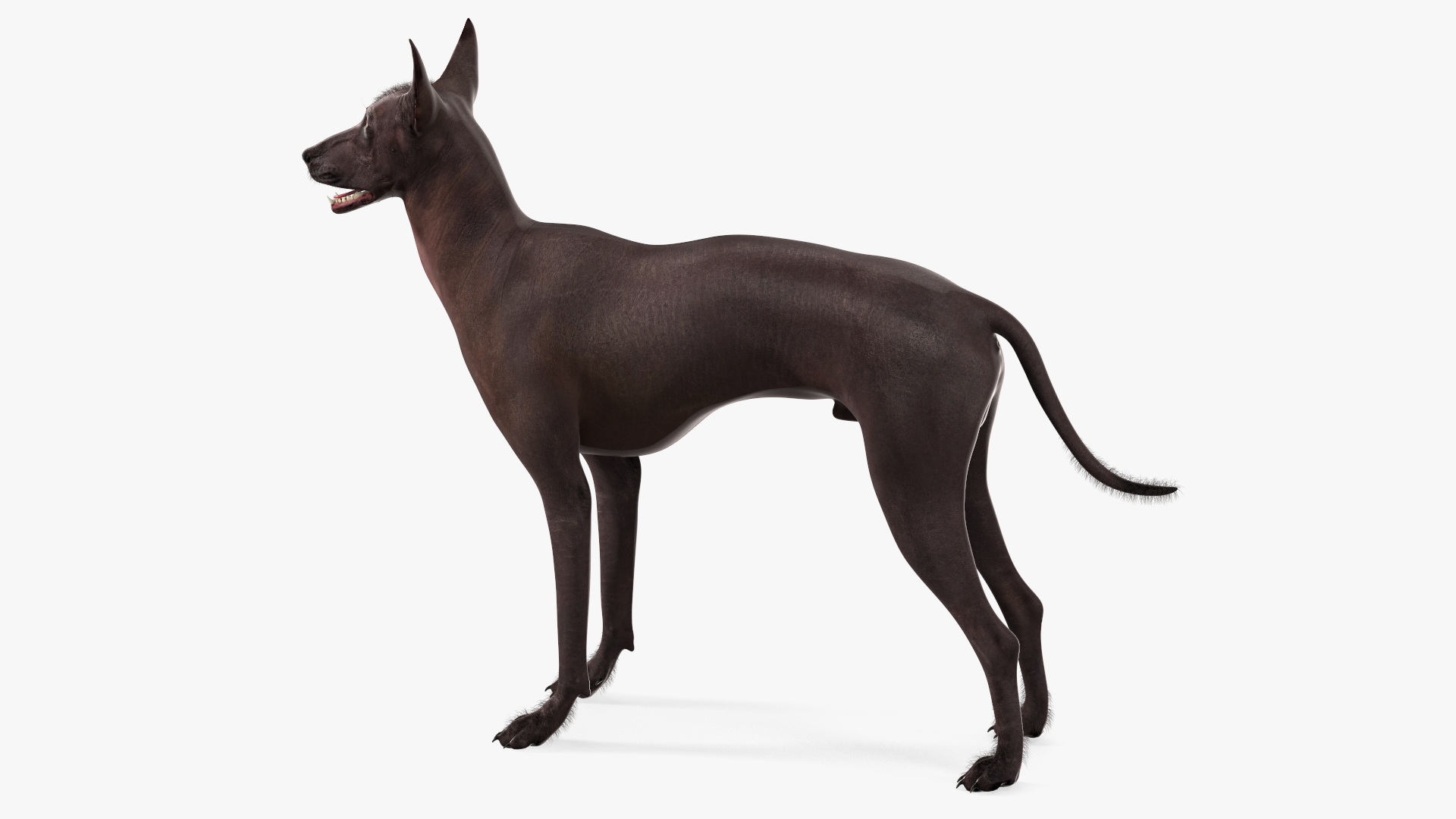 Xoloitzquintle Hairless Dog Black Fur Rigged 3D model