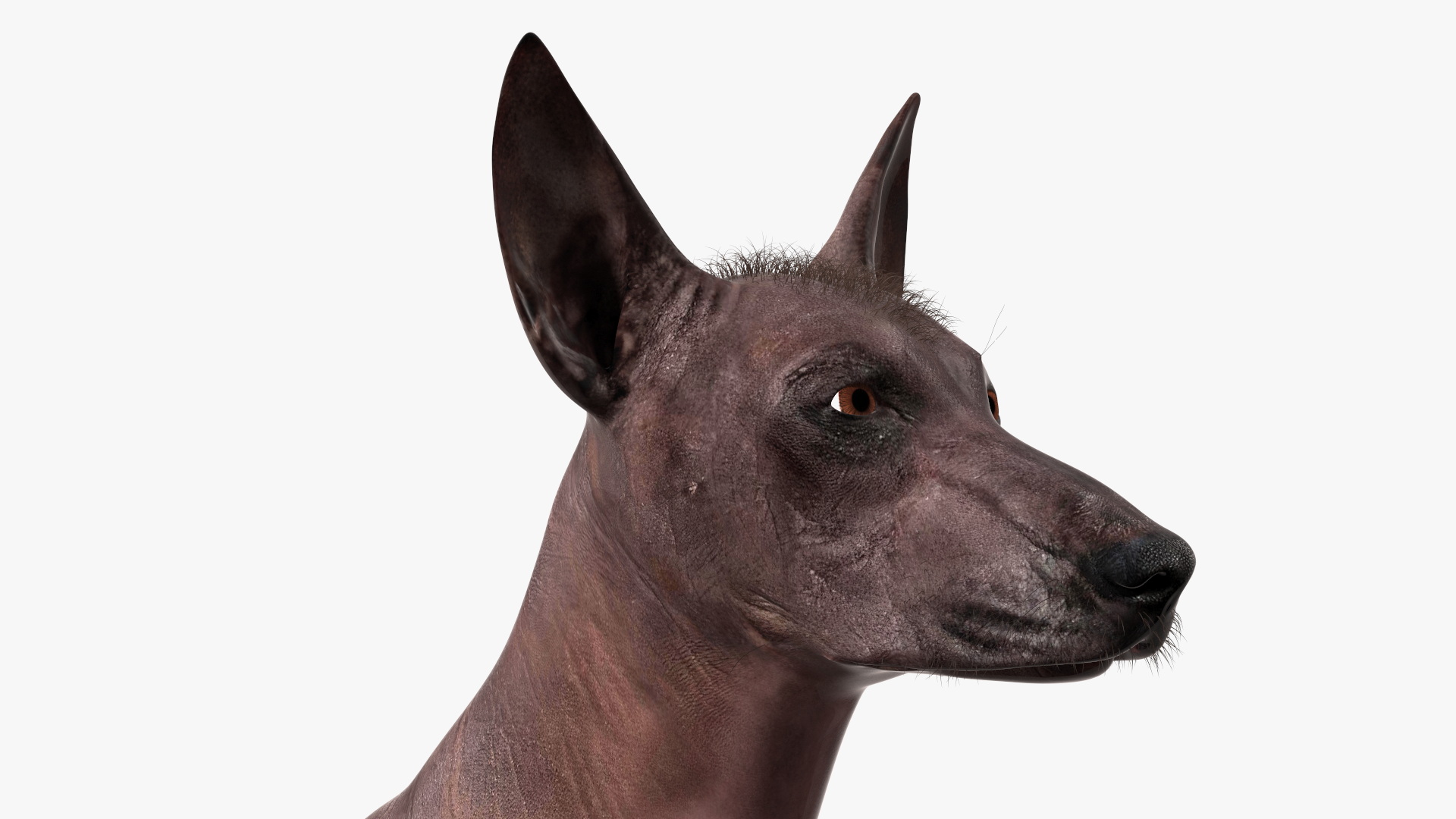 Xoloitzquintle Hairless Dog Black Fur Rigged 3D model