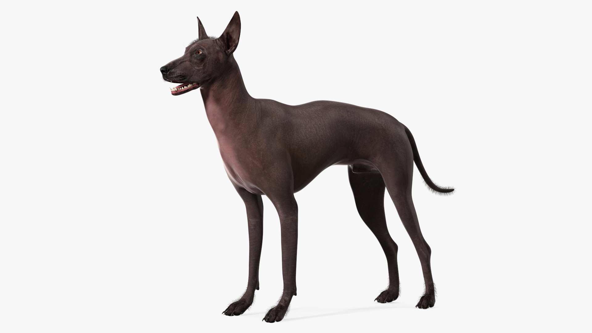 Xoloitzquintle Hairless Dog Black Fur Rigged 3D model