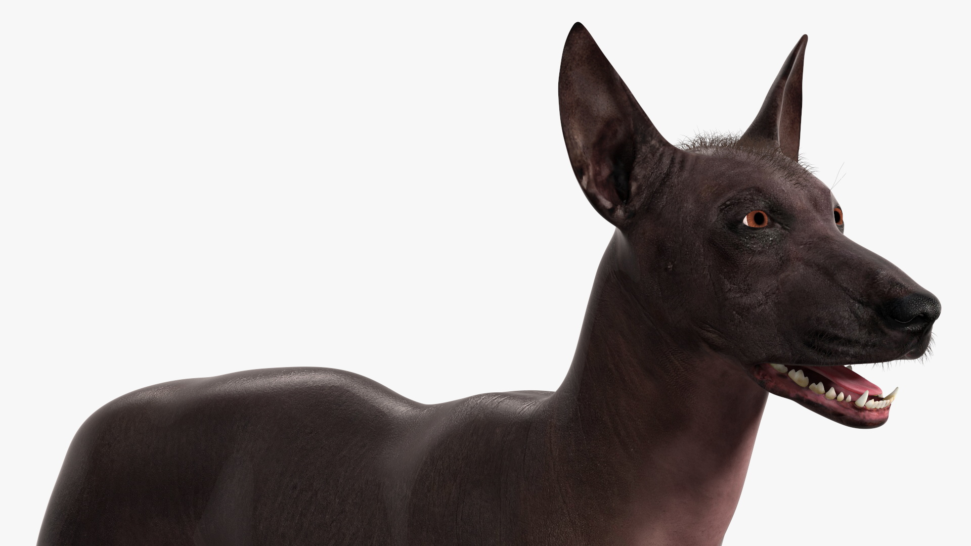 Xoloitzquintle Hairless Dog Black Fur Rigged 3D model