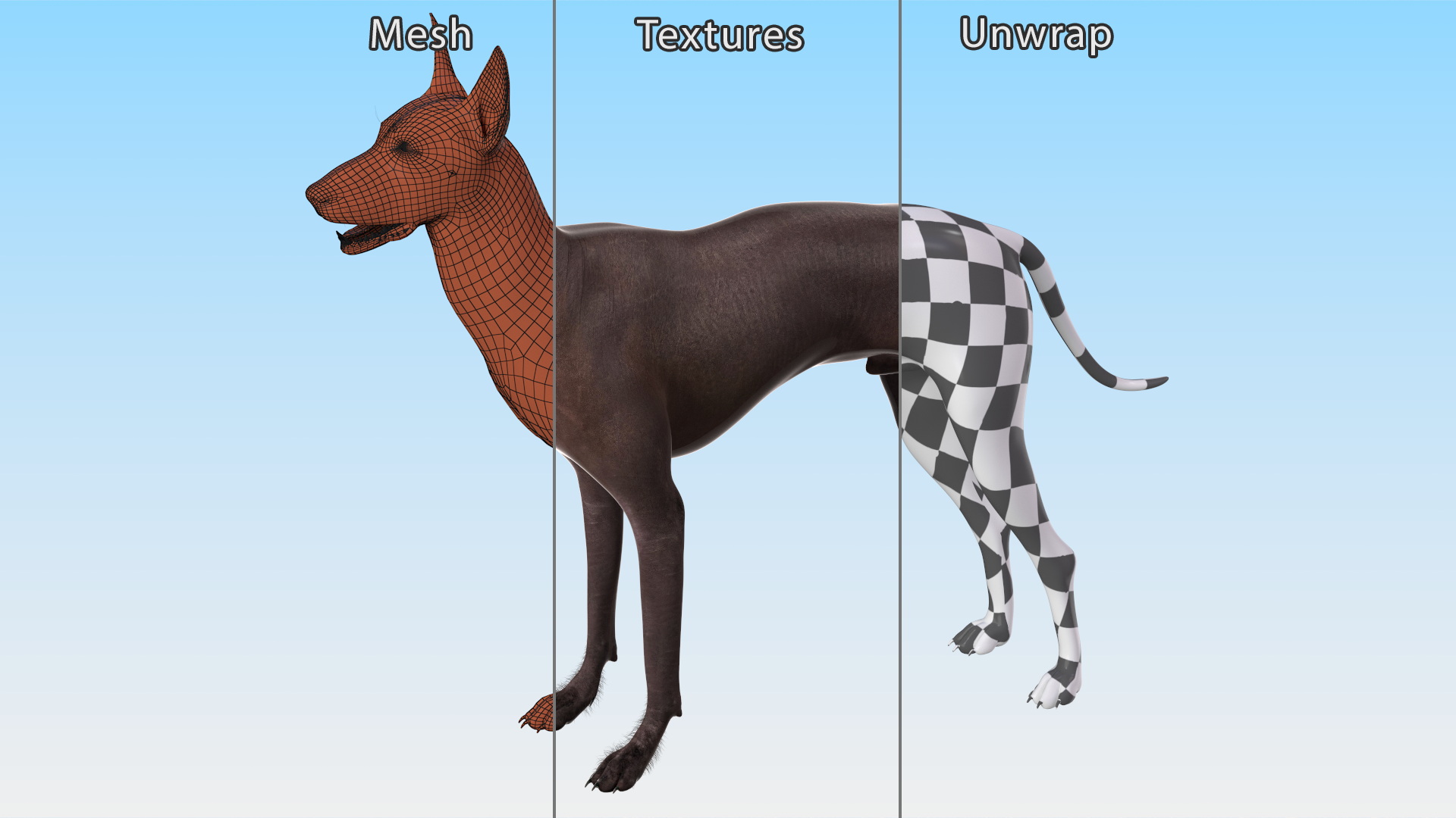 Xoloitzquintle Hairless Dog Black Fur Rigged 3D model