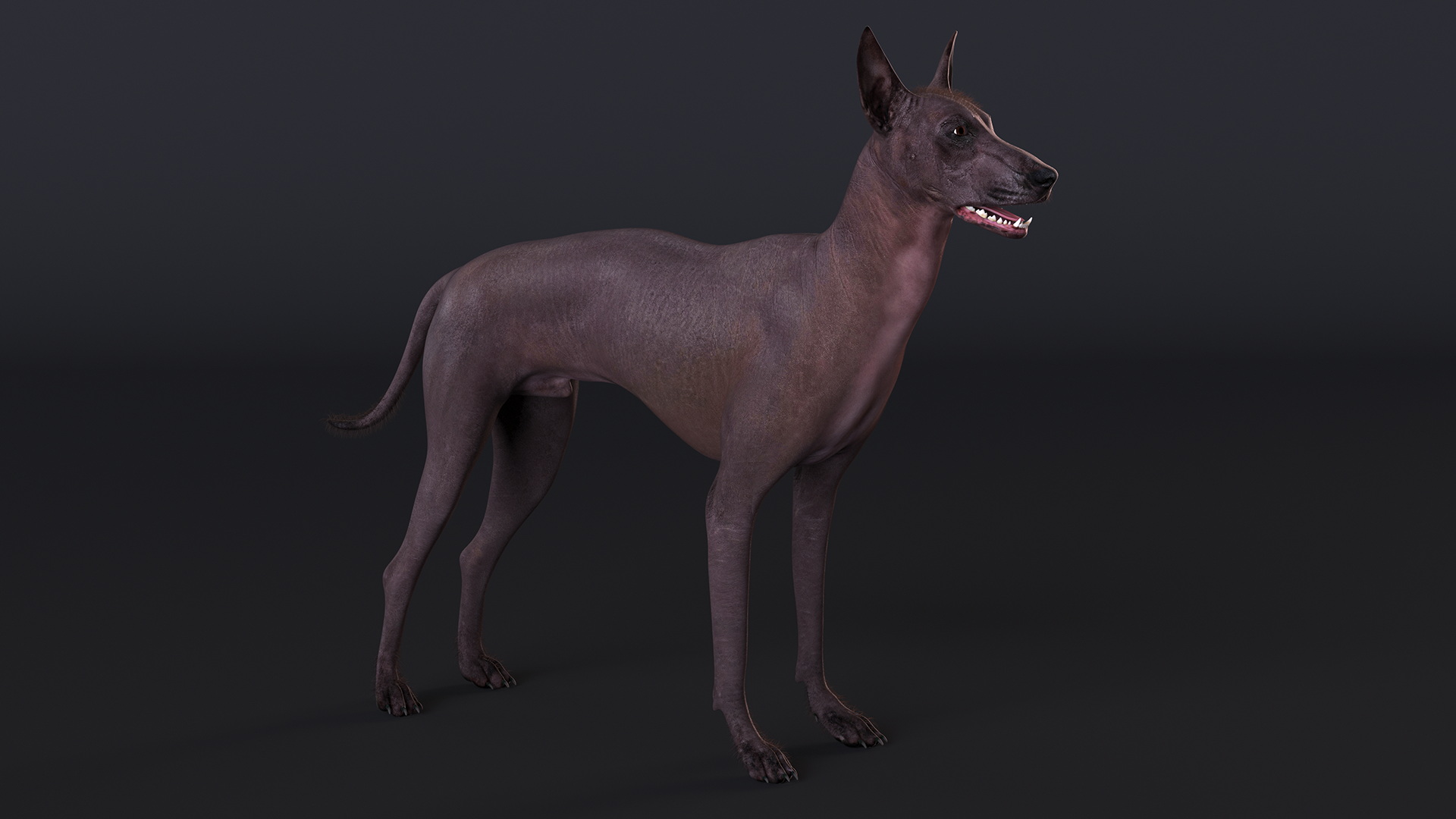 Xoloitzquintle Hairless Dog Black Fur Rigged 3D model