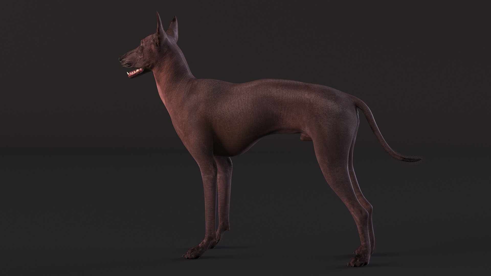 Xoloitzquintle Hairless Dog Black Fur Rigged 3D model