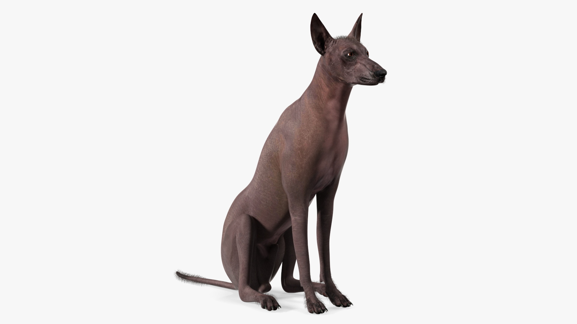 Xoloitzquintle Hairless Dog Black Fur Rigged 3D model