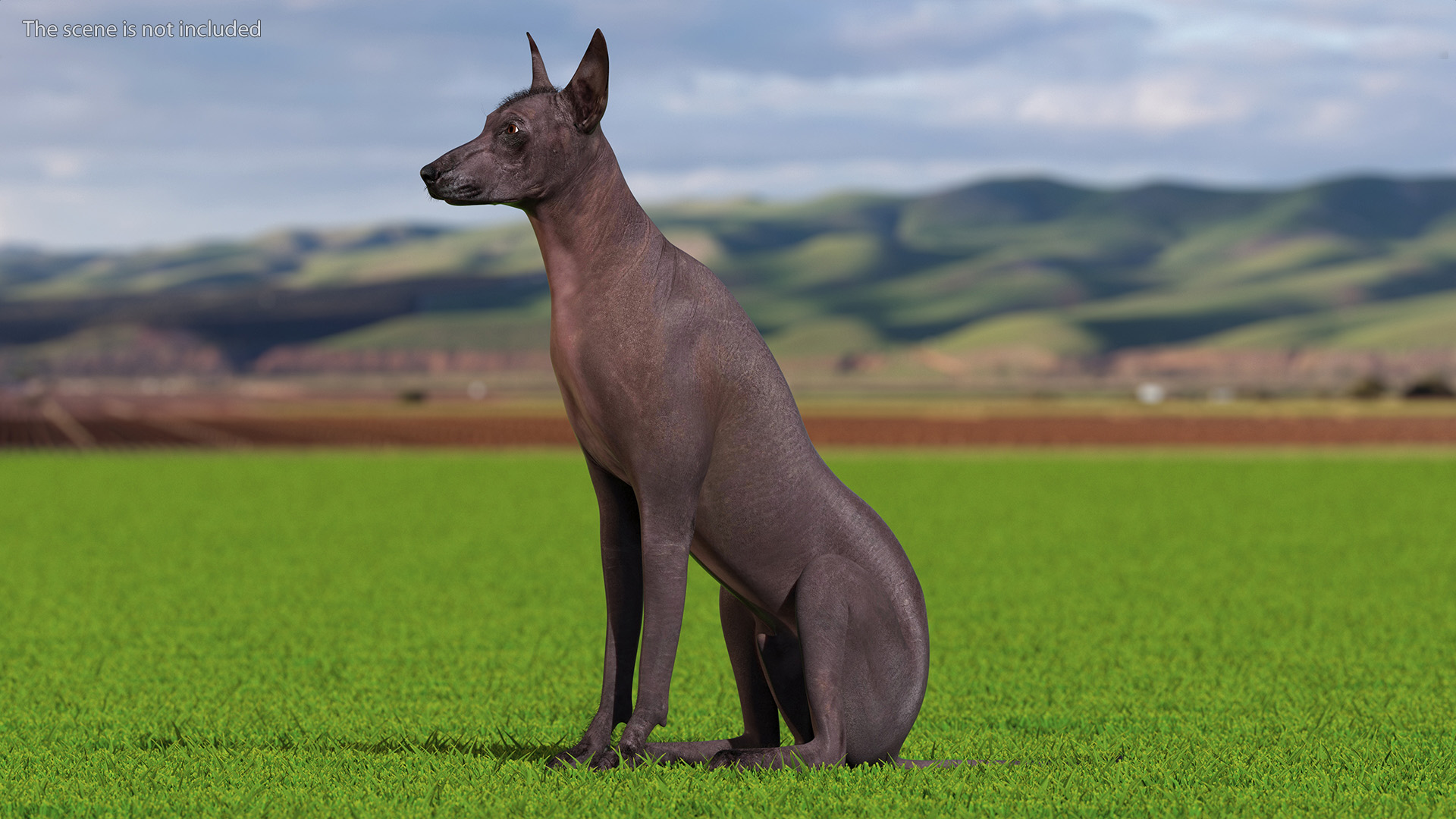 Xoloitzquintle Hairless Dog Black Fur Rigged 3D model