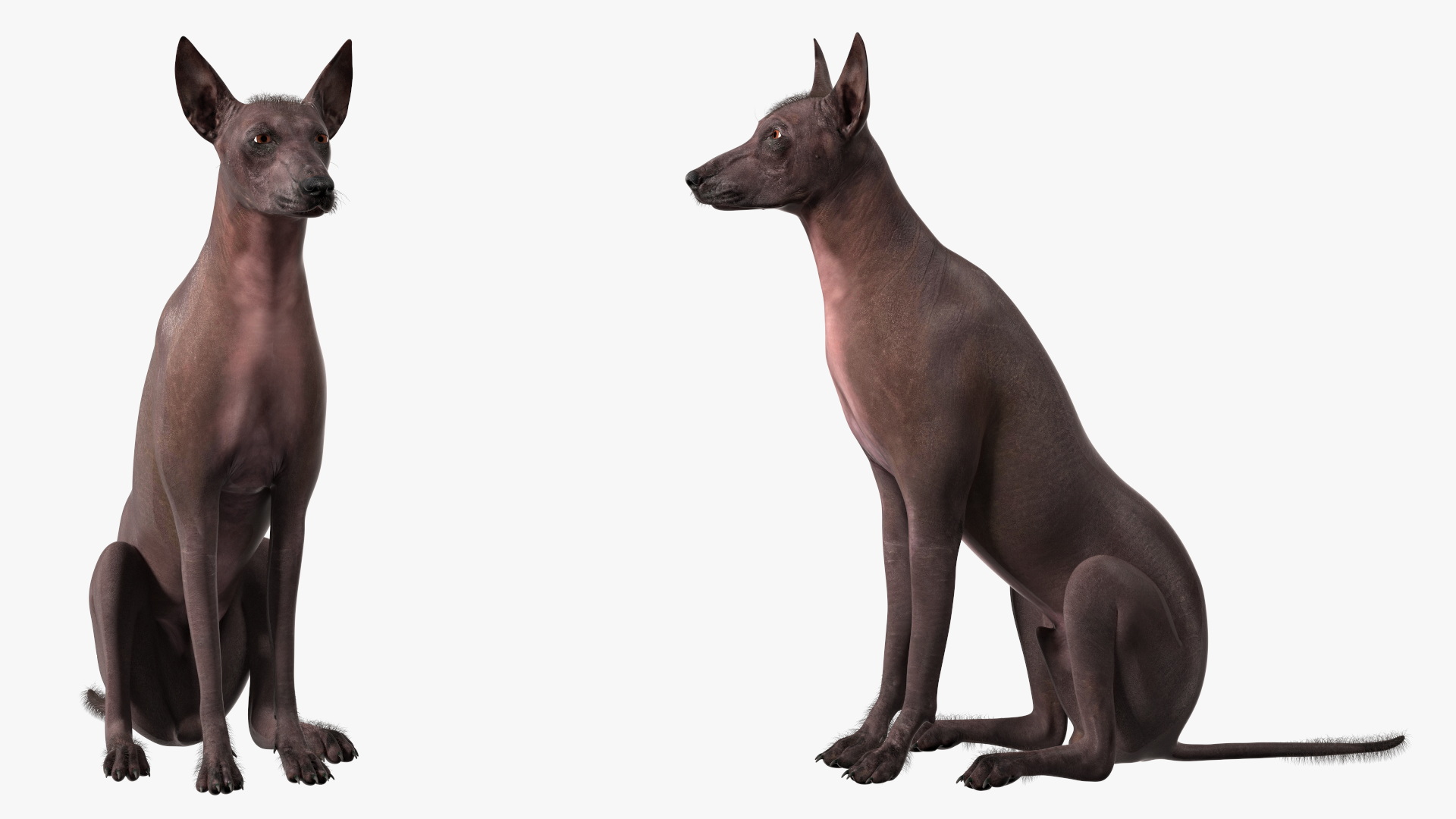 Xoloitzquintle Hairless Dog Black Fur Rigged 3D model