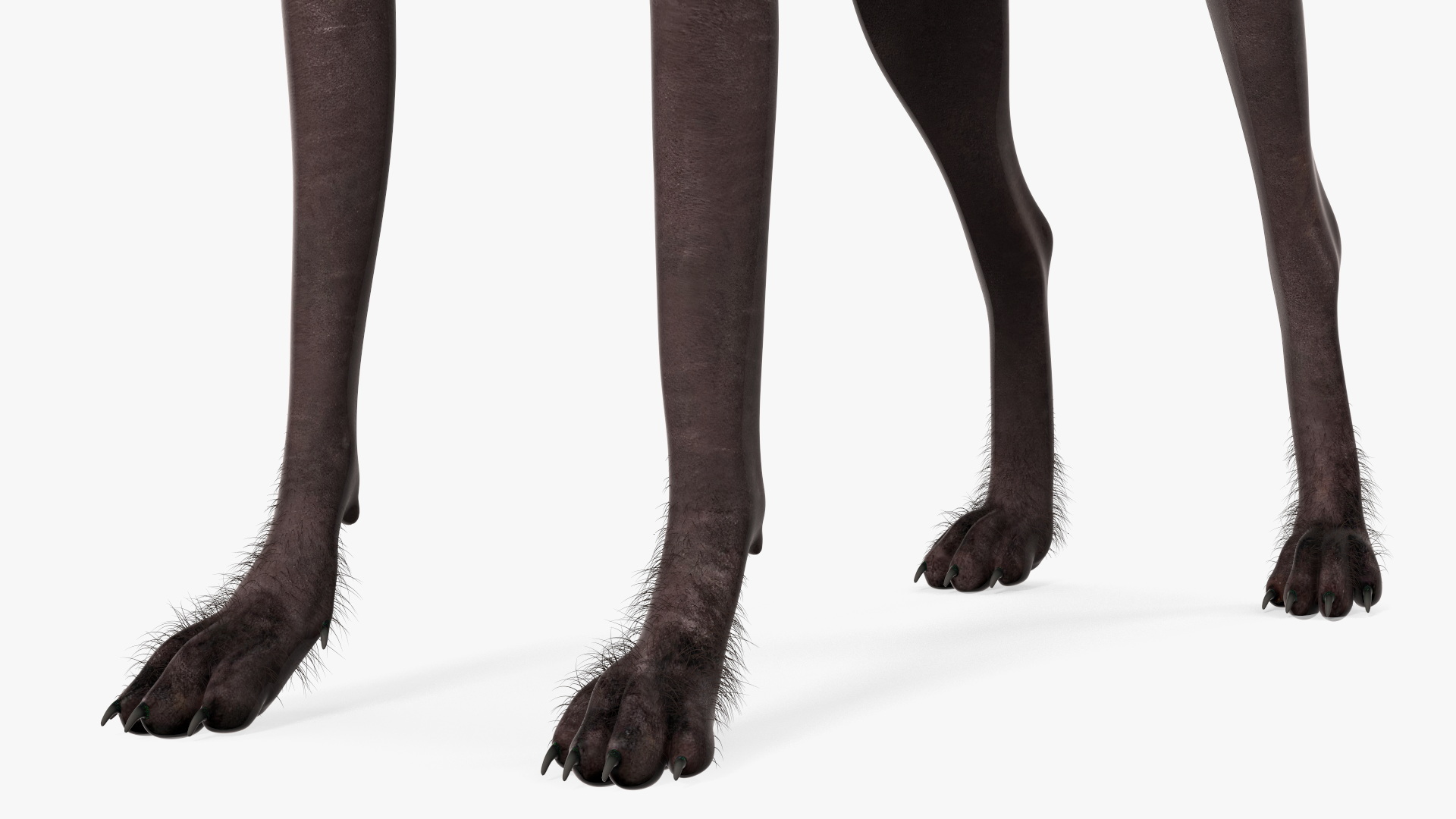 Xoloitzquintle Hairless Dog Black Fur Rigged 3D model