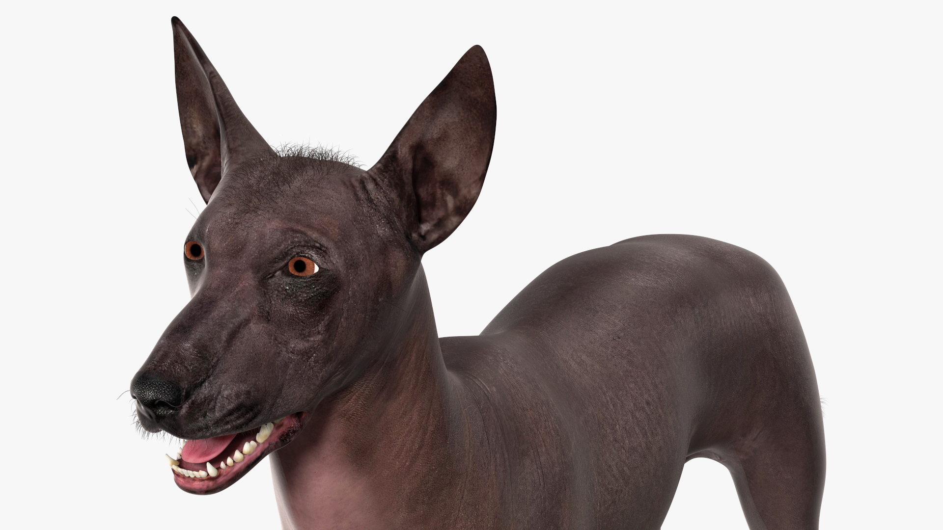 Xoloitzquintle Hairless Dog Black Fur Rigged 3D model