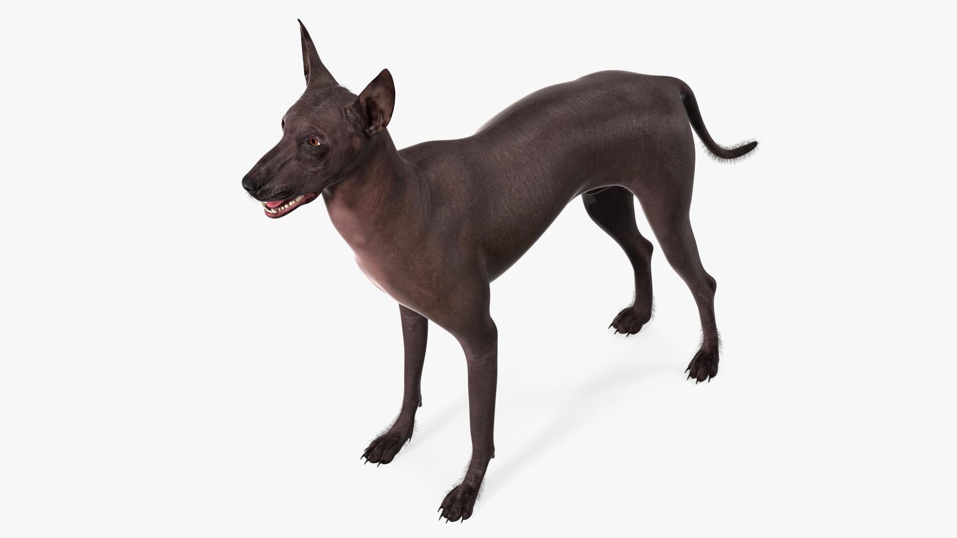 Xoloitzquintle Hairless Dog Black Fur Rigged 3D model