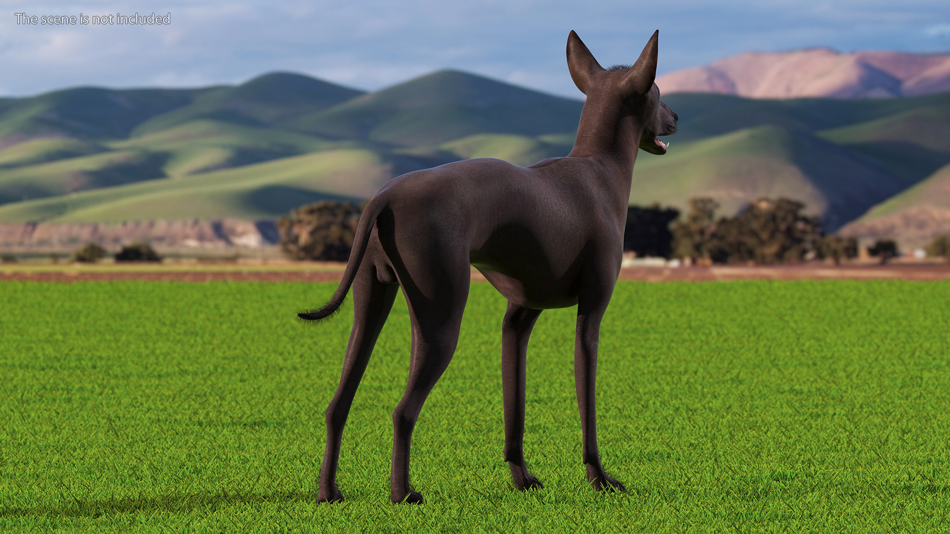 Xoloitzquintle Hairless Dog Black Fur Rigged 3D model