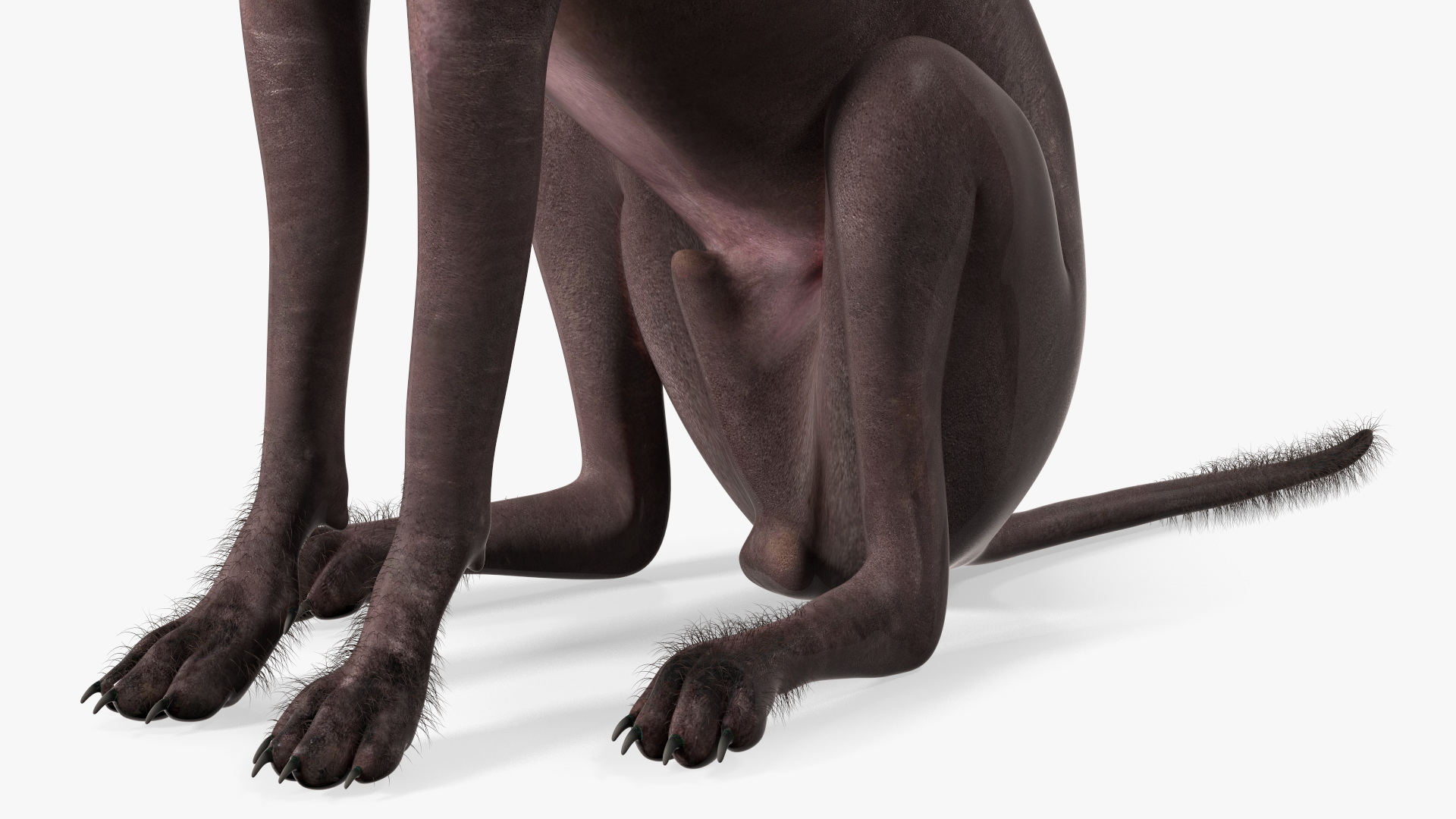 Xoloitzquintle Hairless Dog Black Fur Rigged 3D model