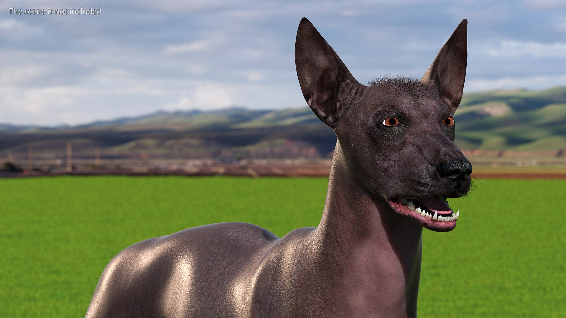 Xoloitzquintle Hairless Dog Black Fur Rigged 3D model