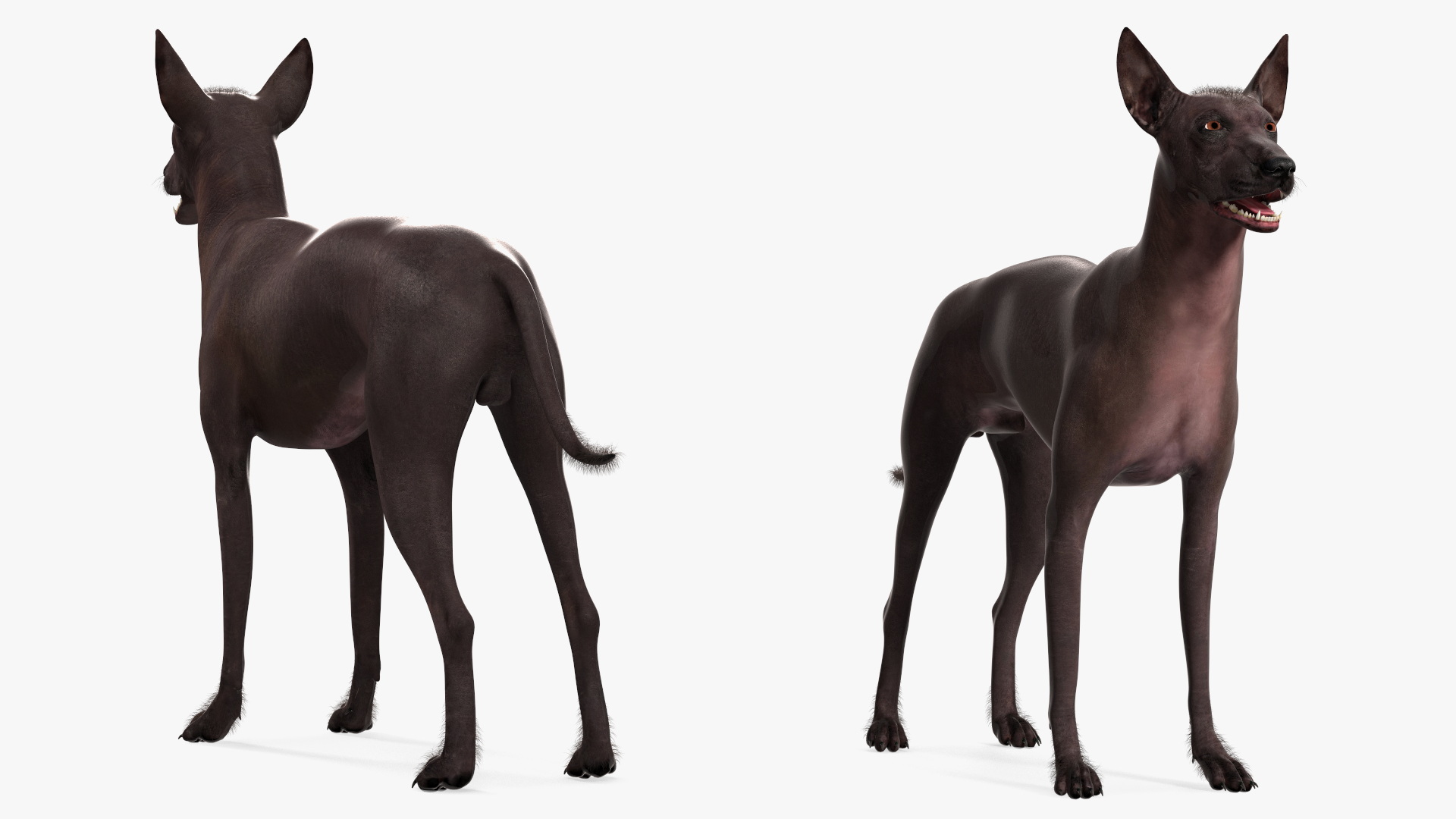 Xoloitzquintle Hairless Dog Black Fur Rigged 3D model