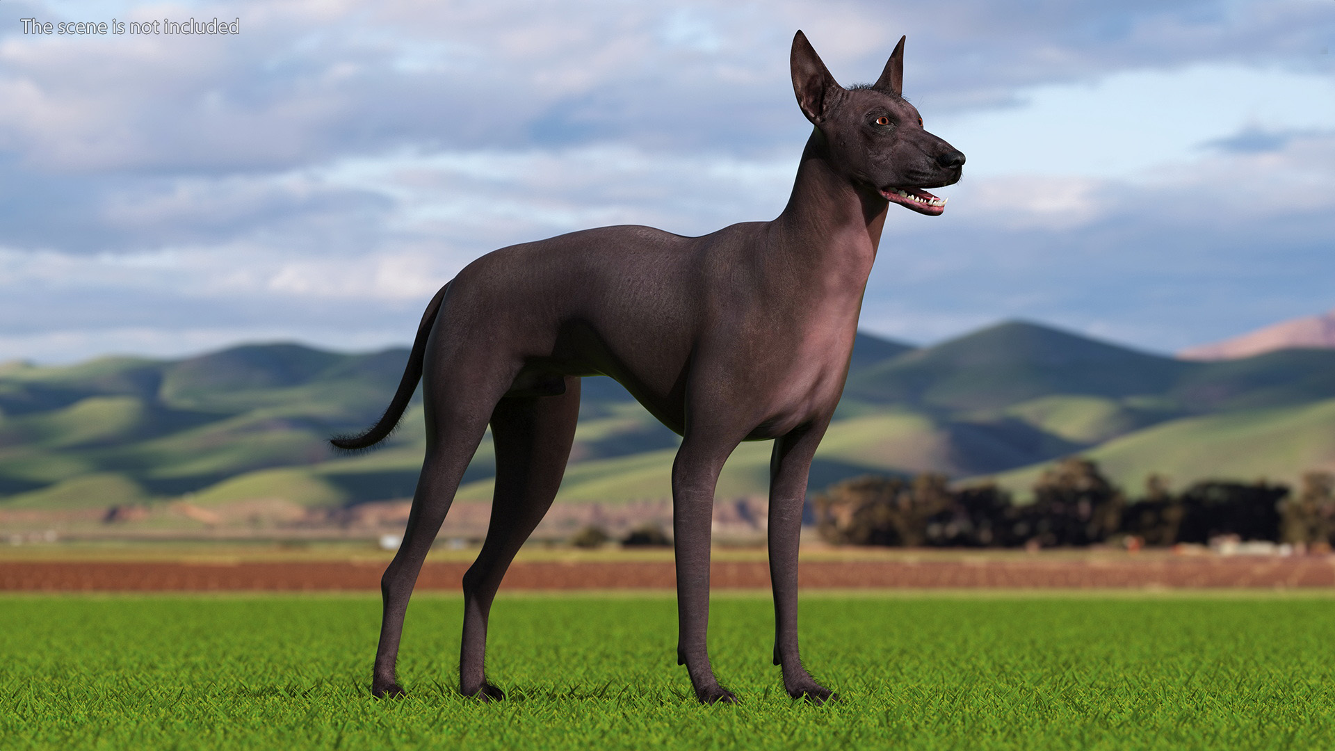Xoloitzquintle Hairless Dog Black Fur Rigged 3D model