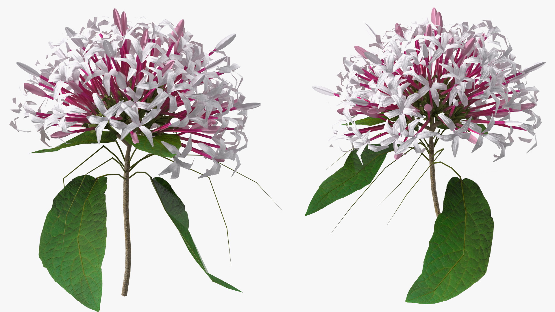 Clerodendrum Quadriloculare Flower 3D model
