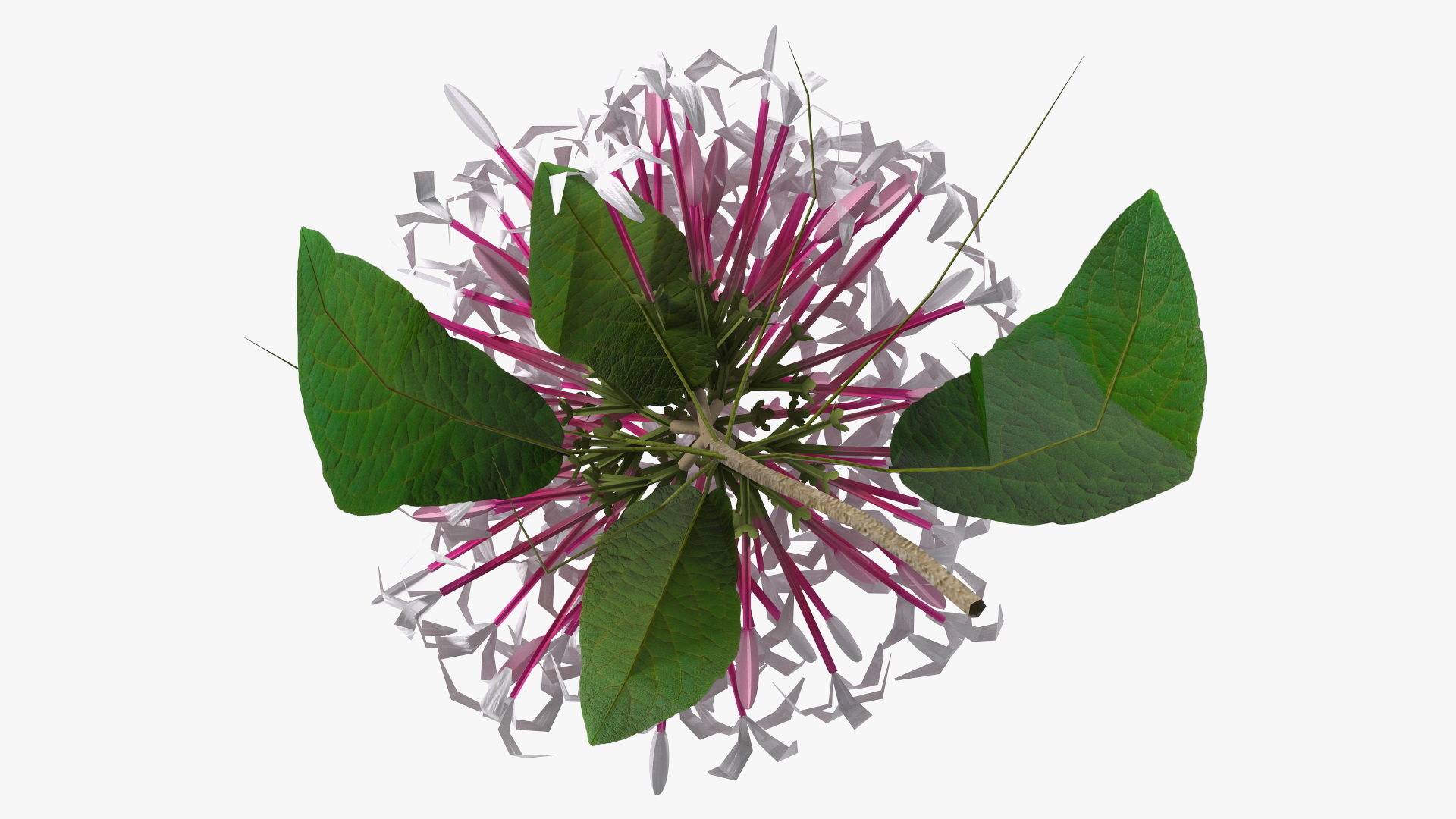 Clerodendrum Quadriloculare Flower 3D model