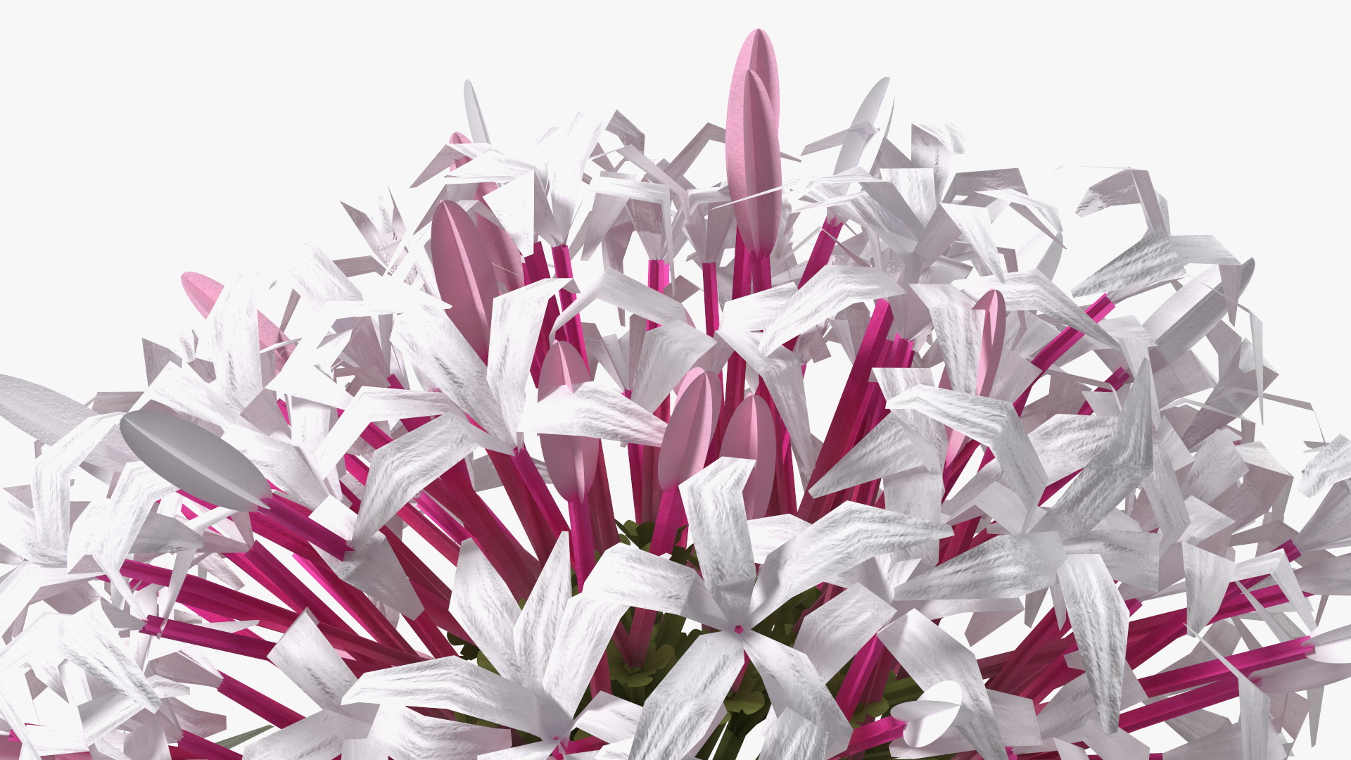 Clerodendrum Quadriloculare Flower 3D model