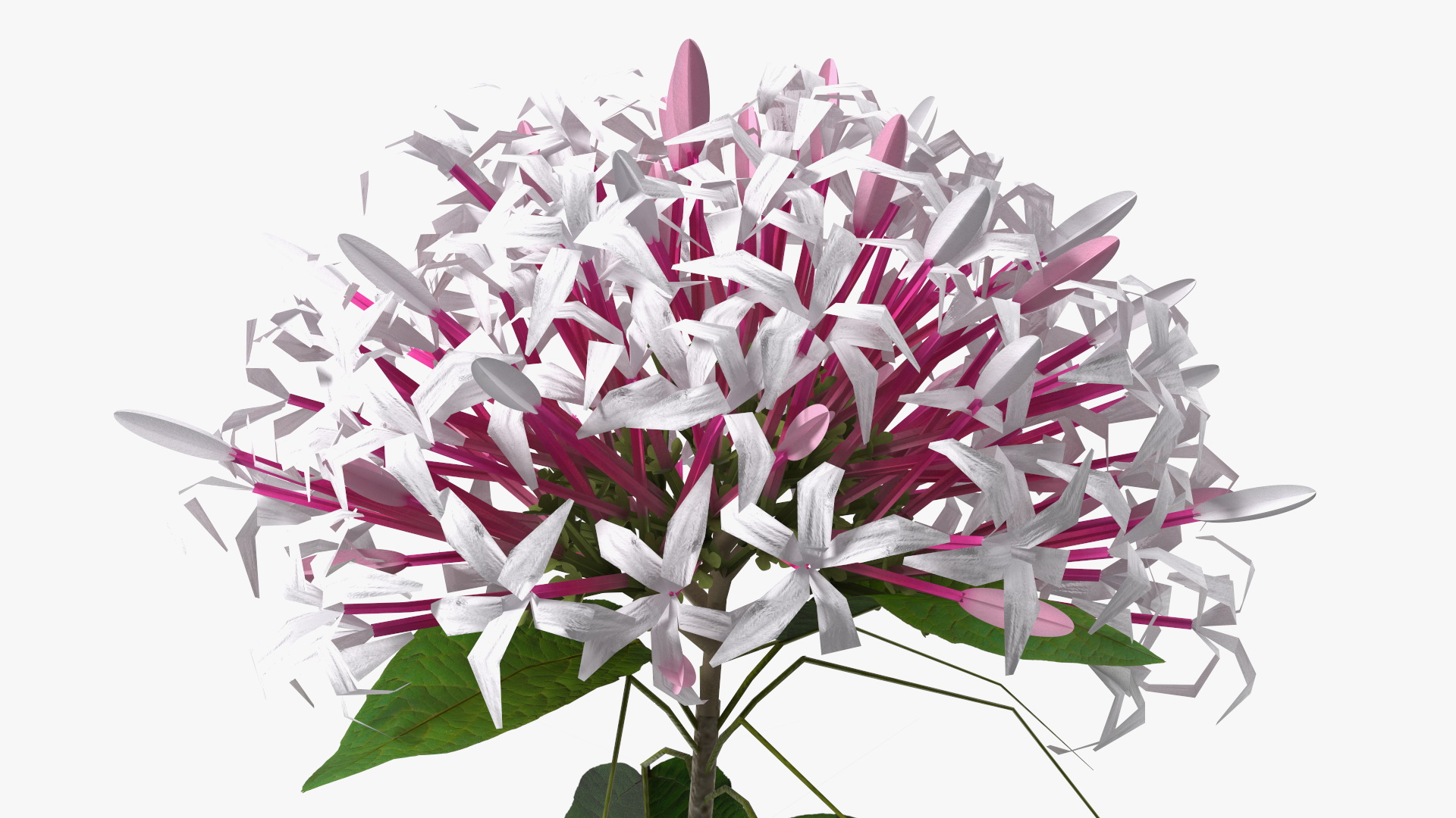 Clerodendrum Quadriloculare Flower 3D model