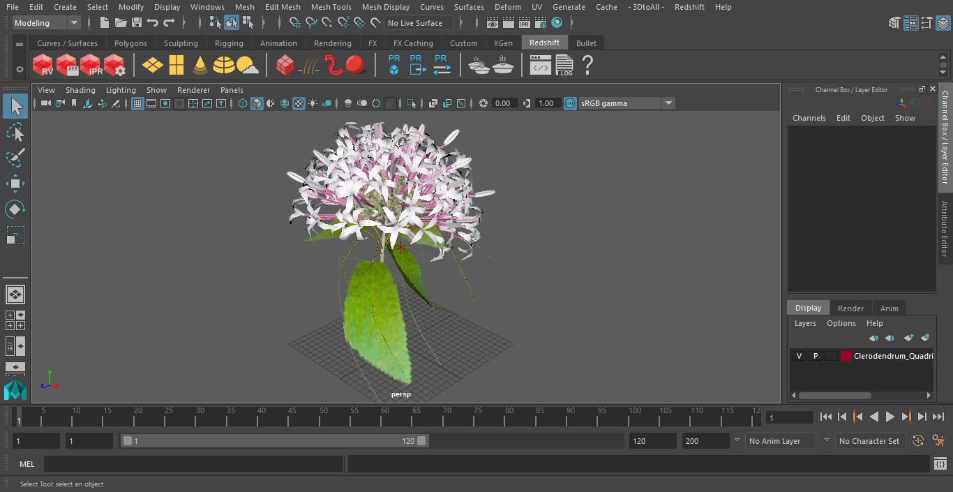 Clerodendrum Quadriloculare Flower 3D model