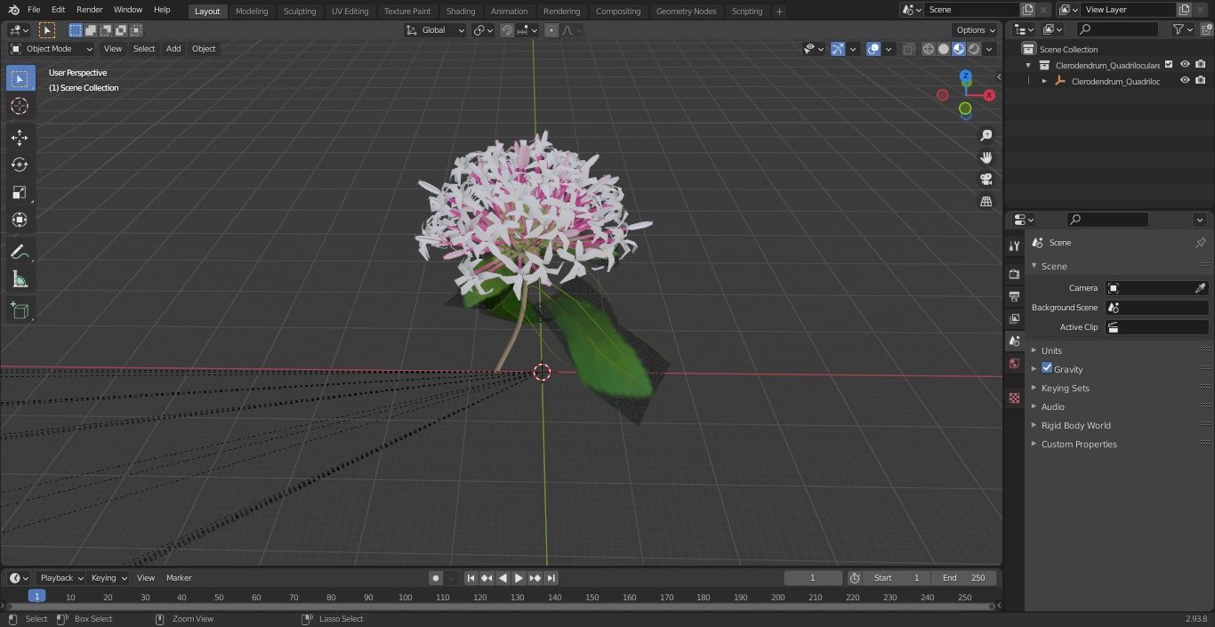 Clerodendrum Quadriloculare Flower 3D model