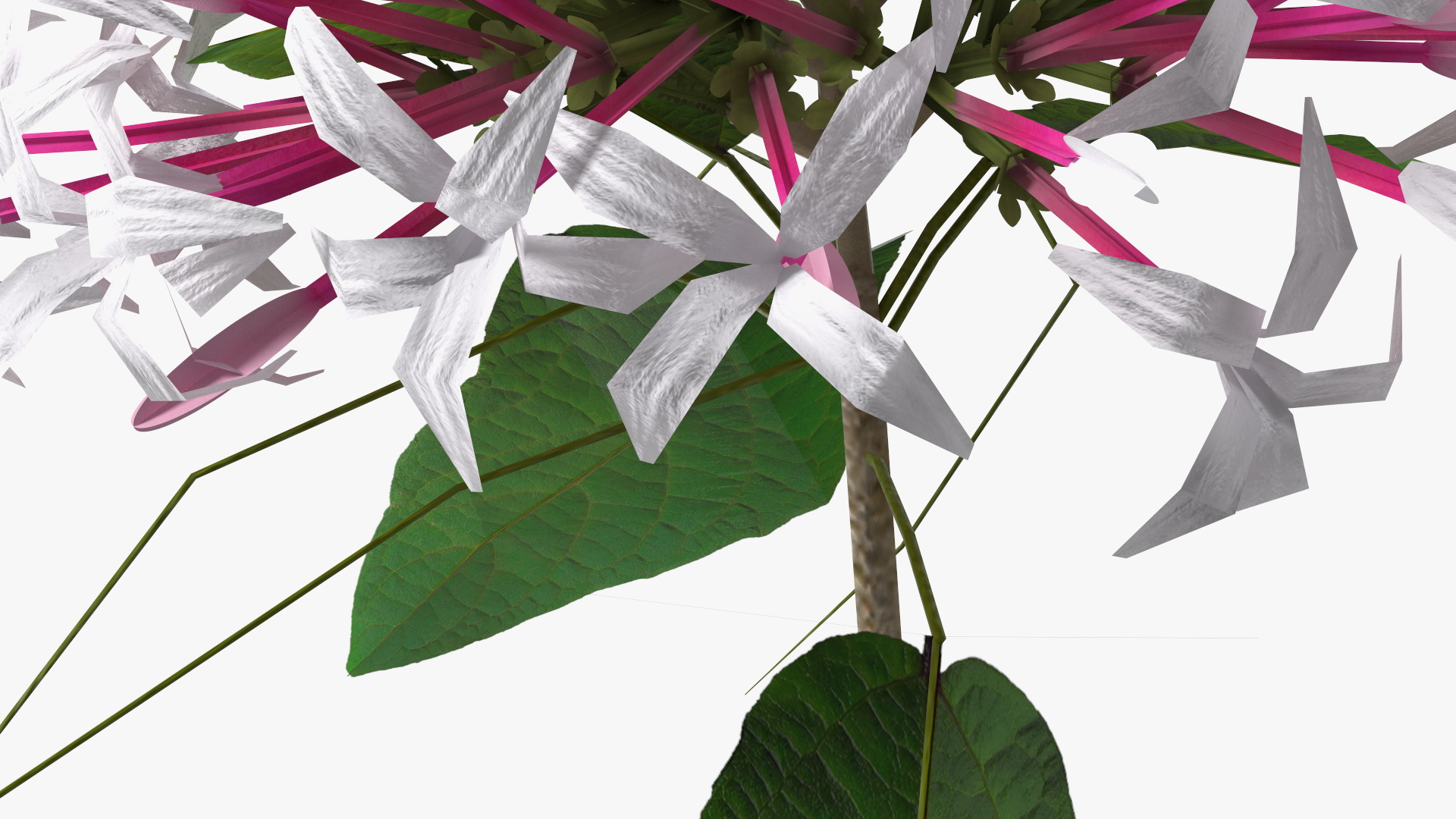 Clerodendrum Quadriloculare Flower 3D model