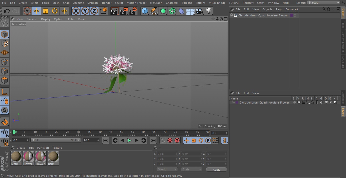 Clerodendrum Quadriloculare Flower 3D model
