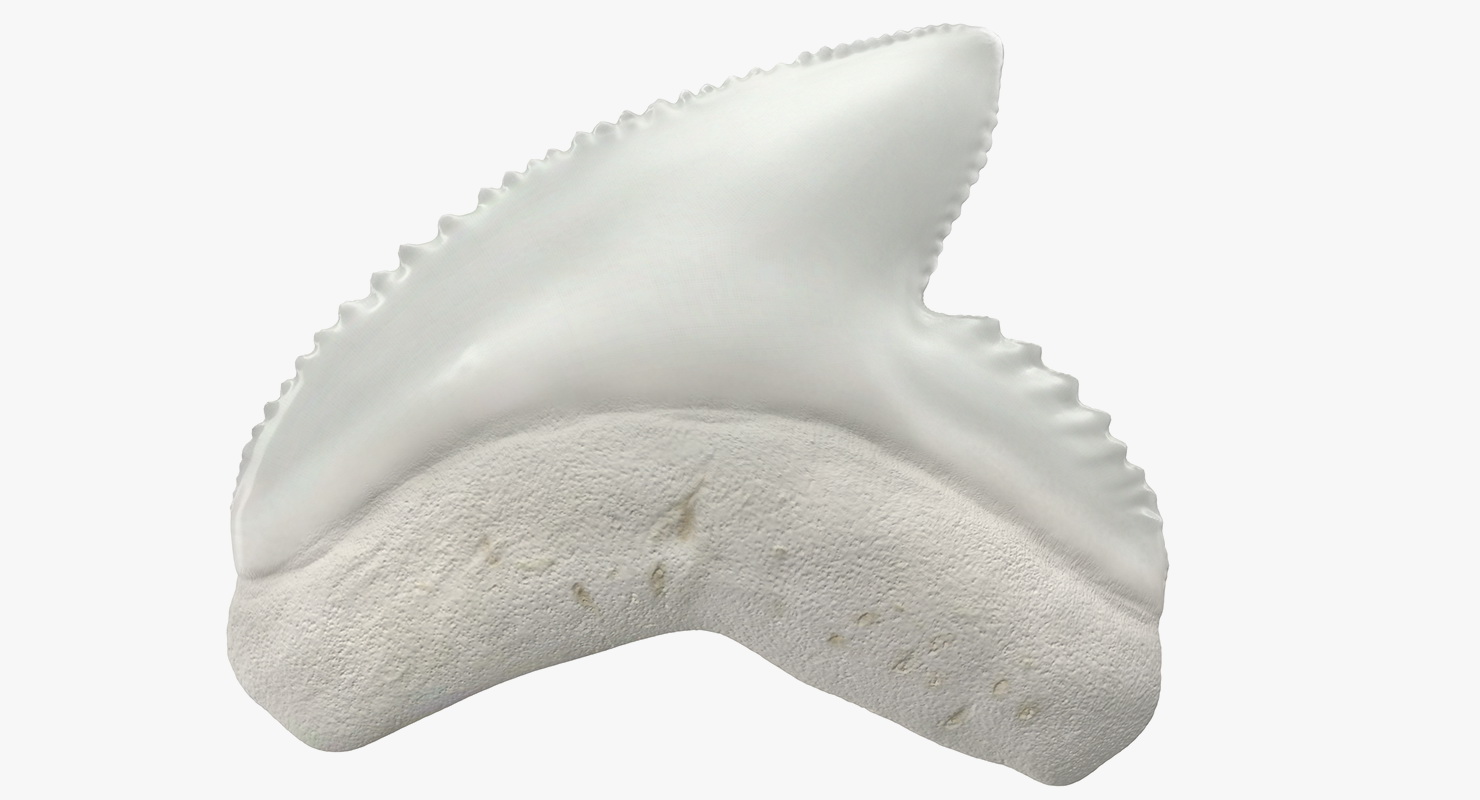 3D model Galeocerdo Aduncus Shark Tooth