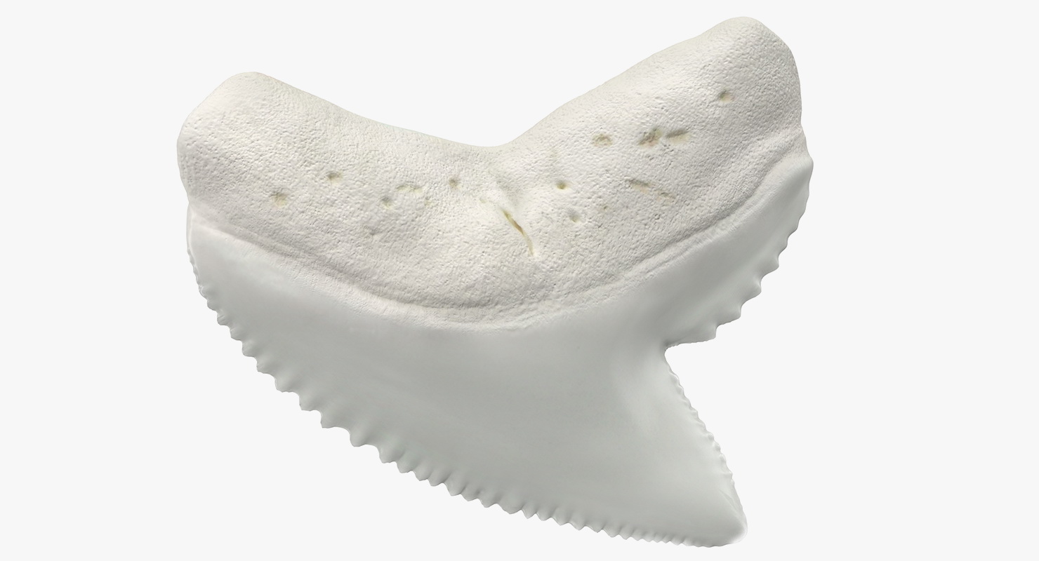 3D model Galeocerdo Aduncus Shark Tooth