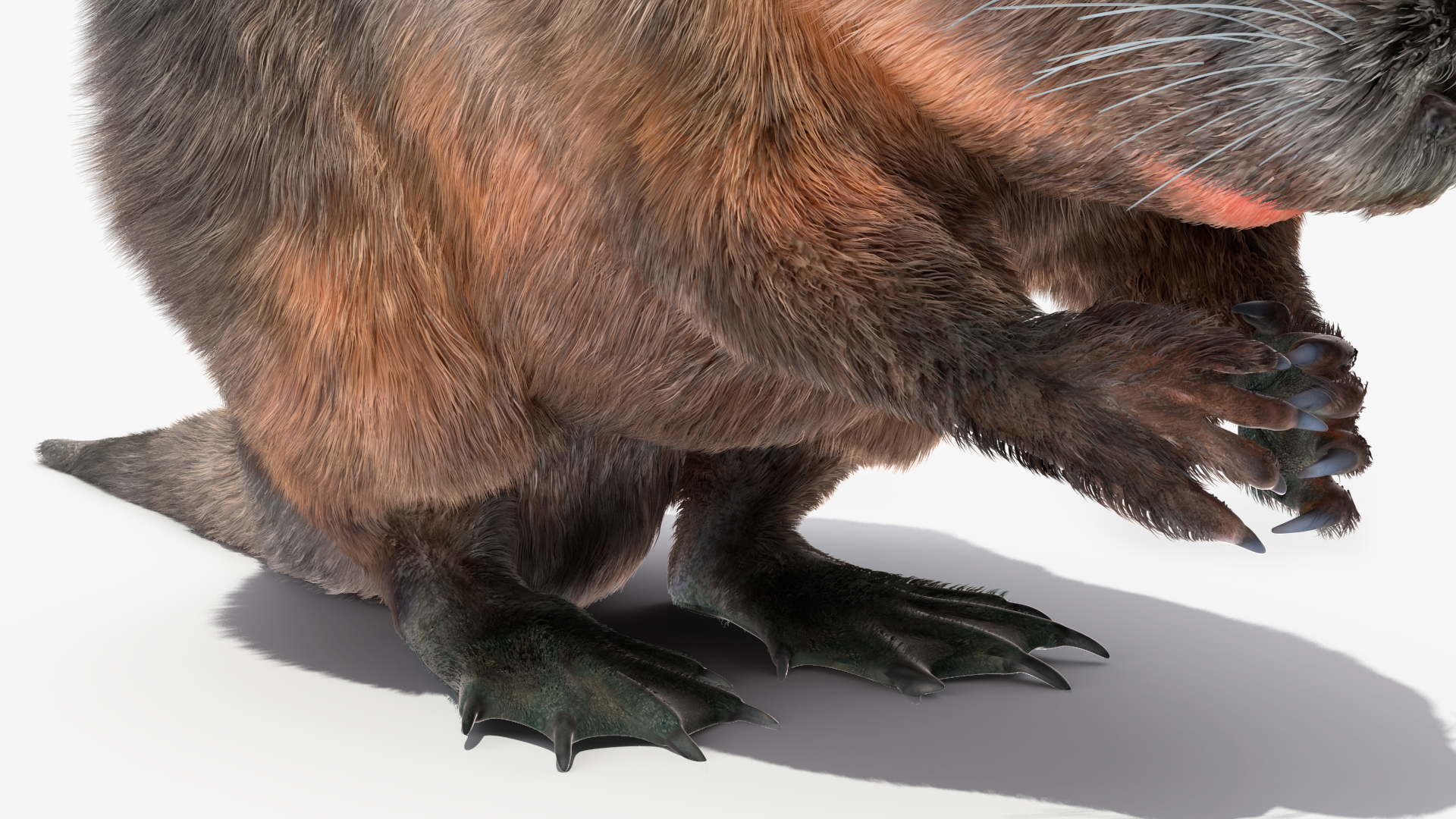 Nutria Fur Rigged 3D