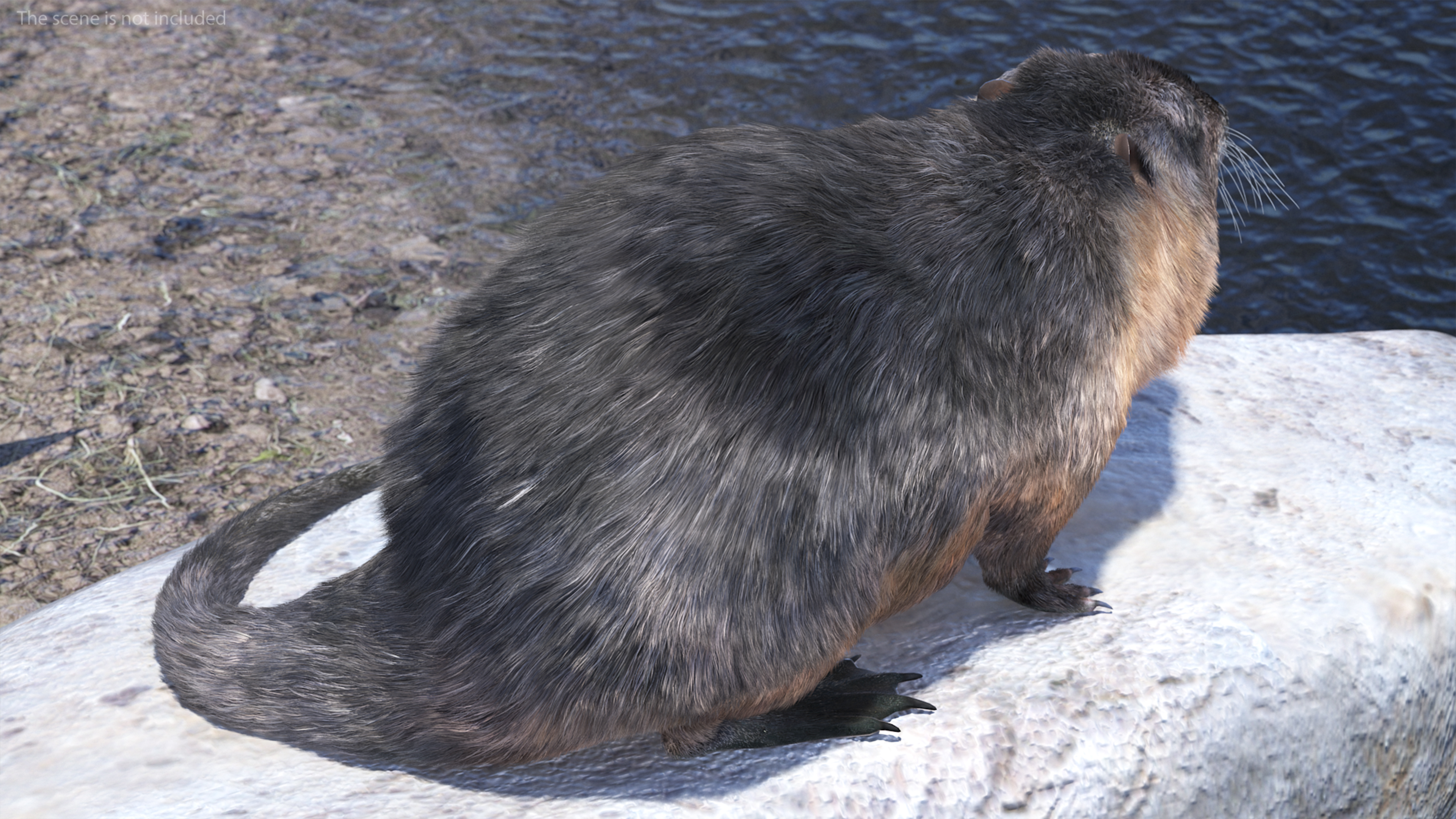 Nutria Fur Rigged 3D