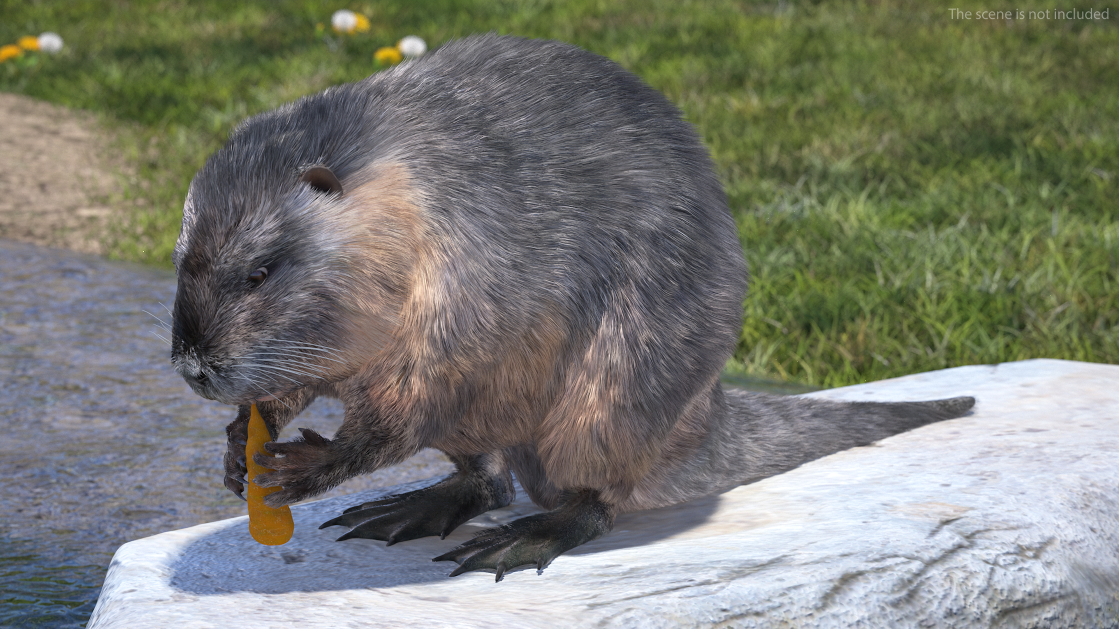 Nutria Fur Rigged 3D
