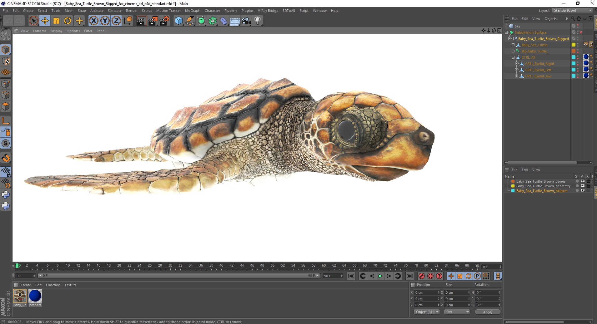 Baby Sea Turtle Brown Rigged for Cinema 4D 3D