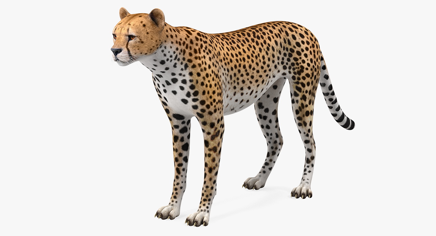 Cheetah 3D model