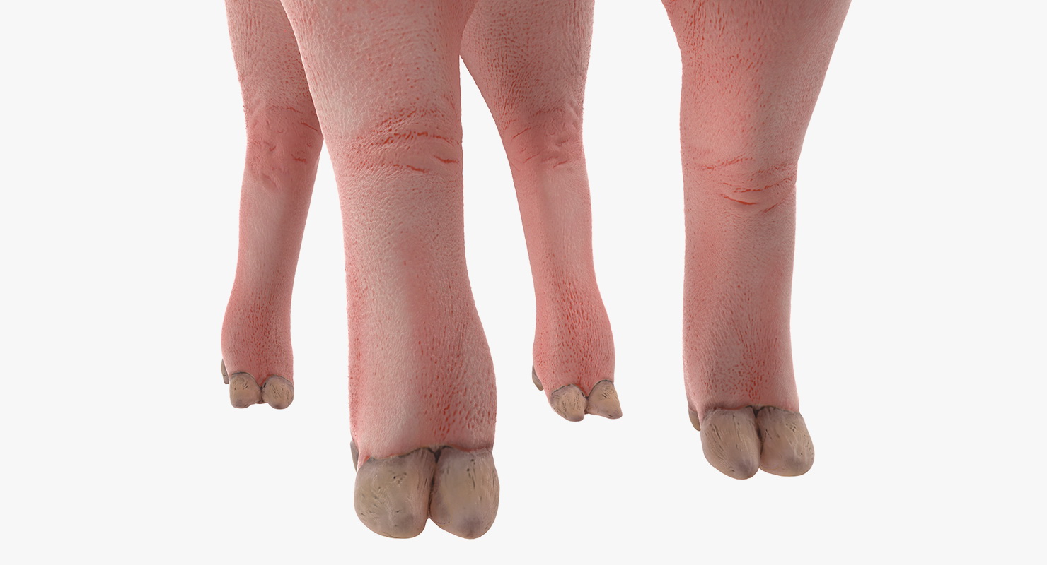 Pig Piglet Landrace Walking Pose 3D