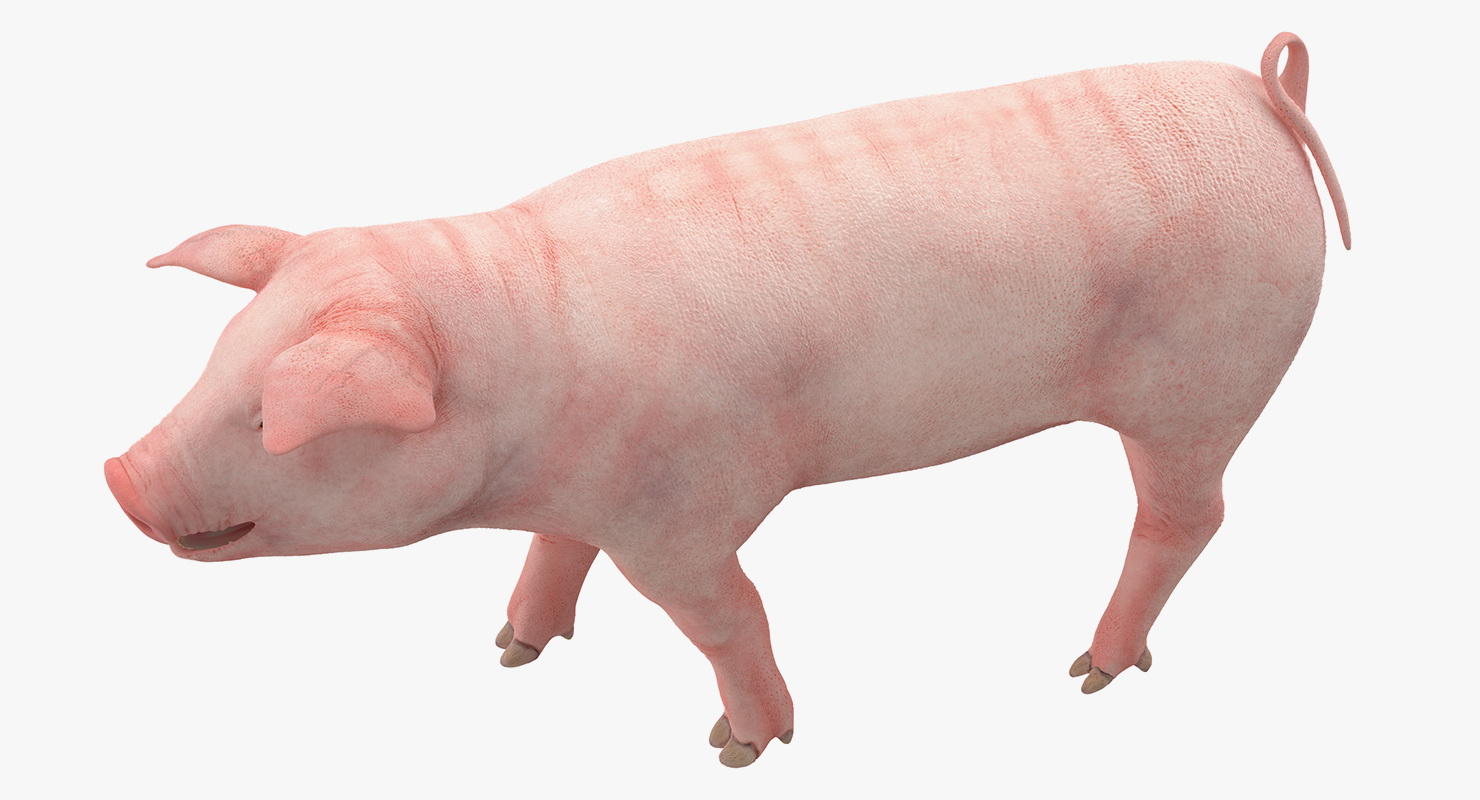 Pig Piglet Landrace Walking Pose 3D