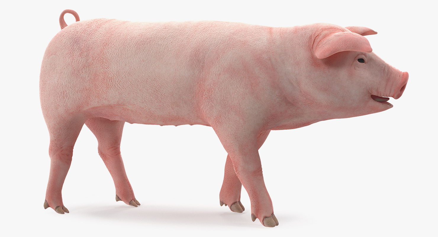 Pig Piglet Landrace Walking Pose 3D