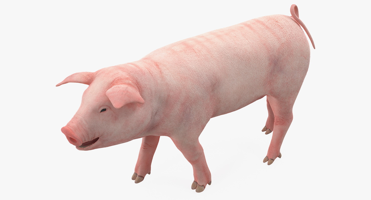 Pig Piglet Landrace Walking Pose 3D