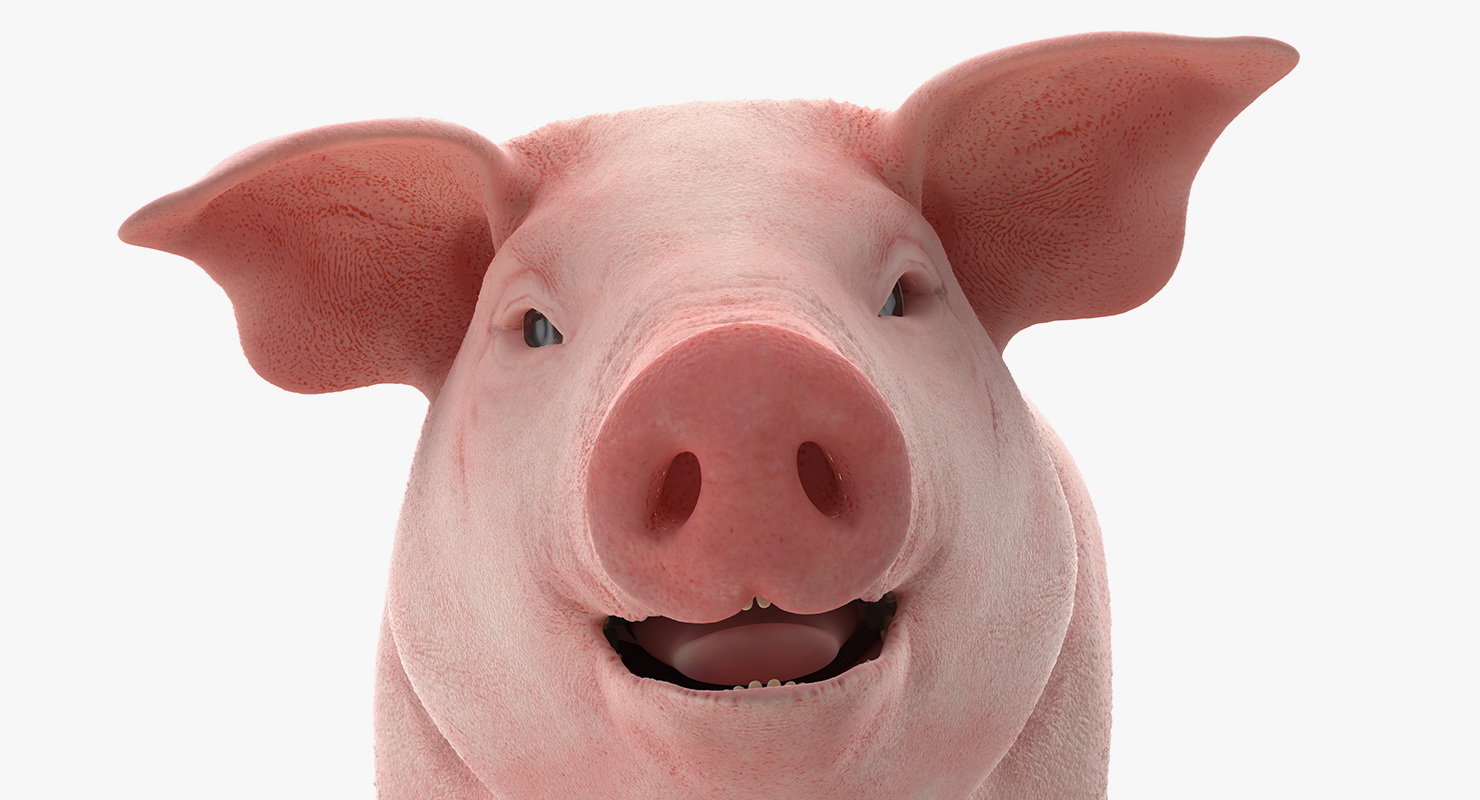 Pig Piglet Landrace Walking Pose 3D