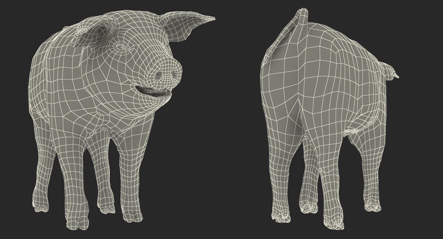 Pig Piglet Landrace Walking Pose 3D
