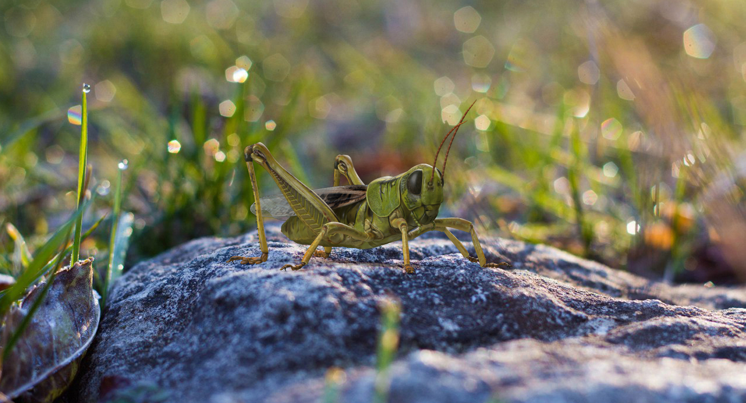 3D model Grasshopper with Fur