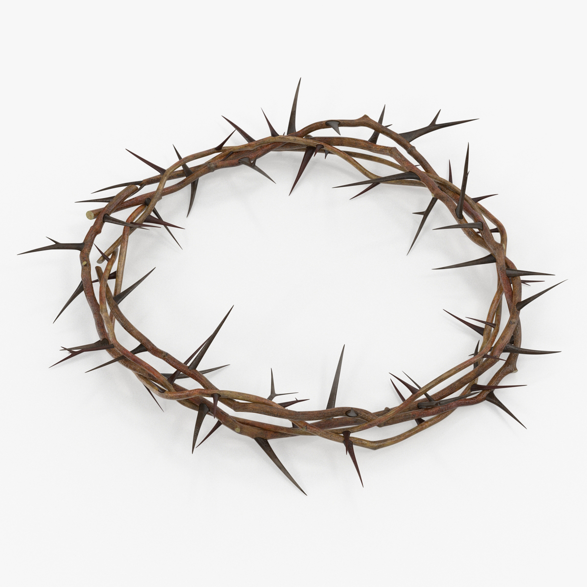 Crown of Thorns, view 3