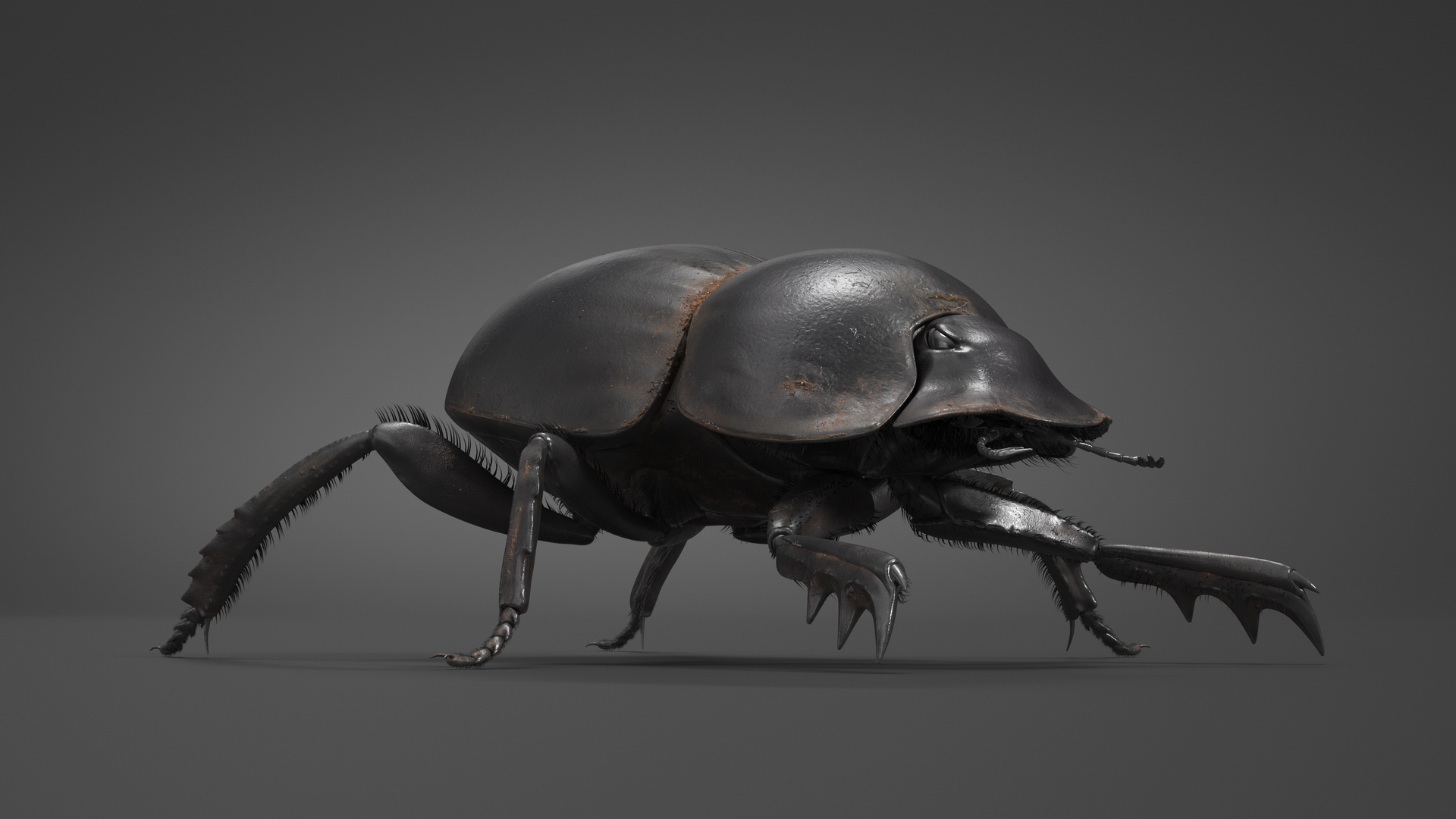 3D Soil Beetle Dirty Rigged Fur model